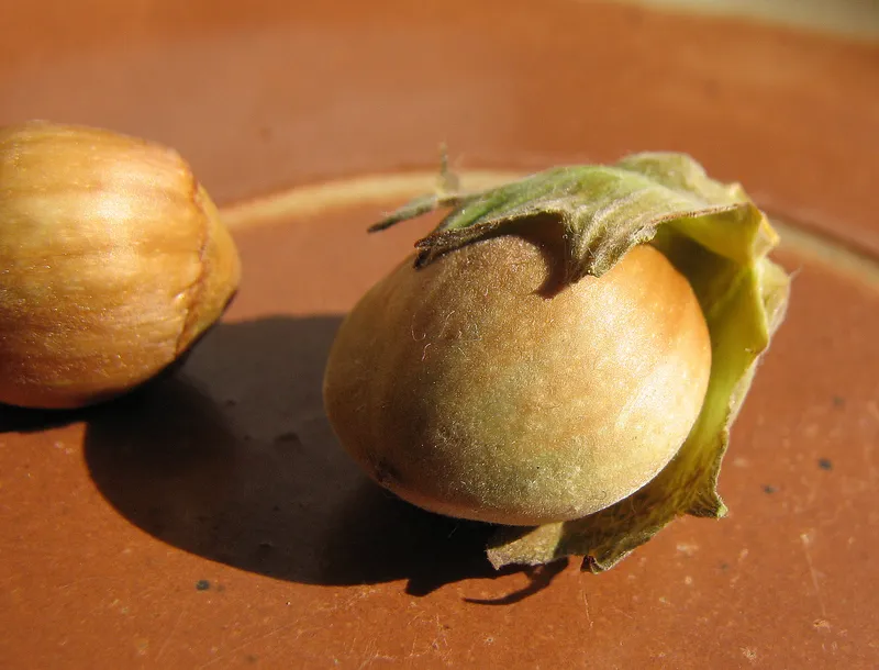 Wildpflanzen von Anfang an