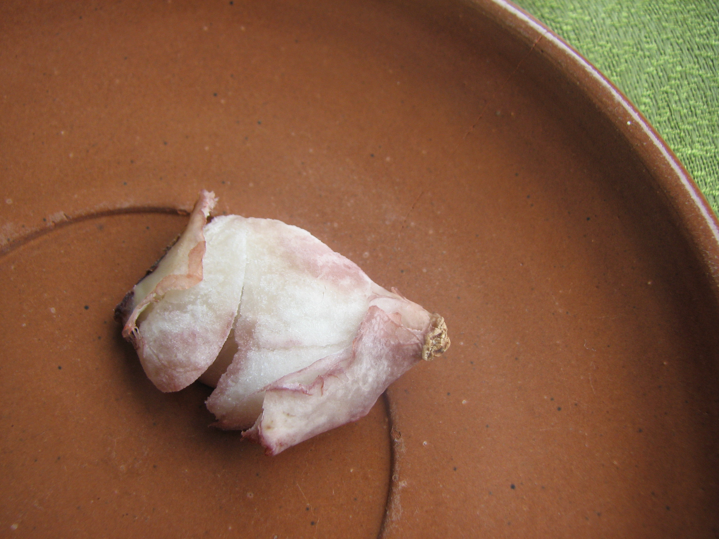 <p><span><span><span><span><span><span><span>Angetrocknete, gekochte Tulpenzwiebel als Vorrat für Speisetester.</span></span></span></span></span></span></span></p>