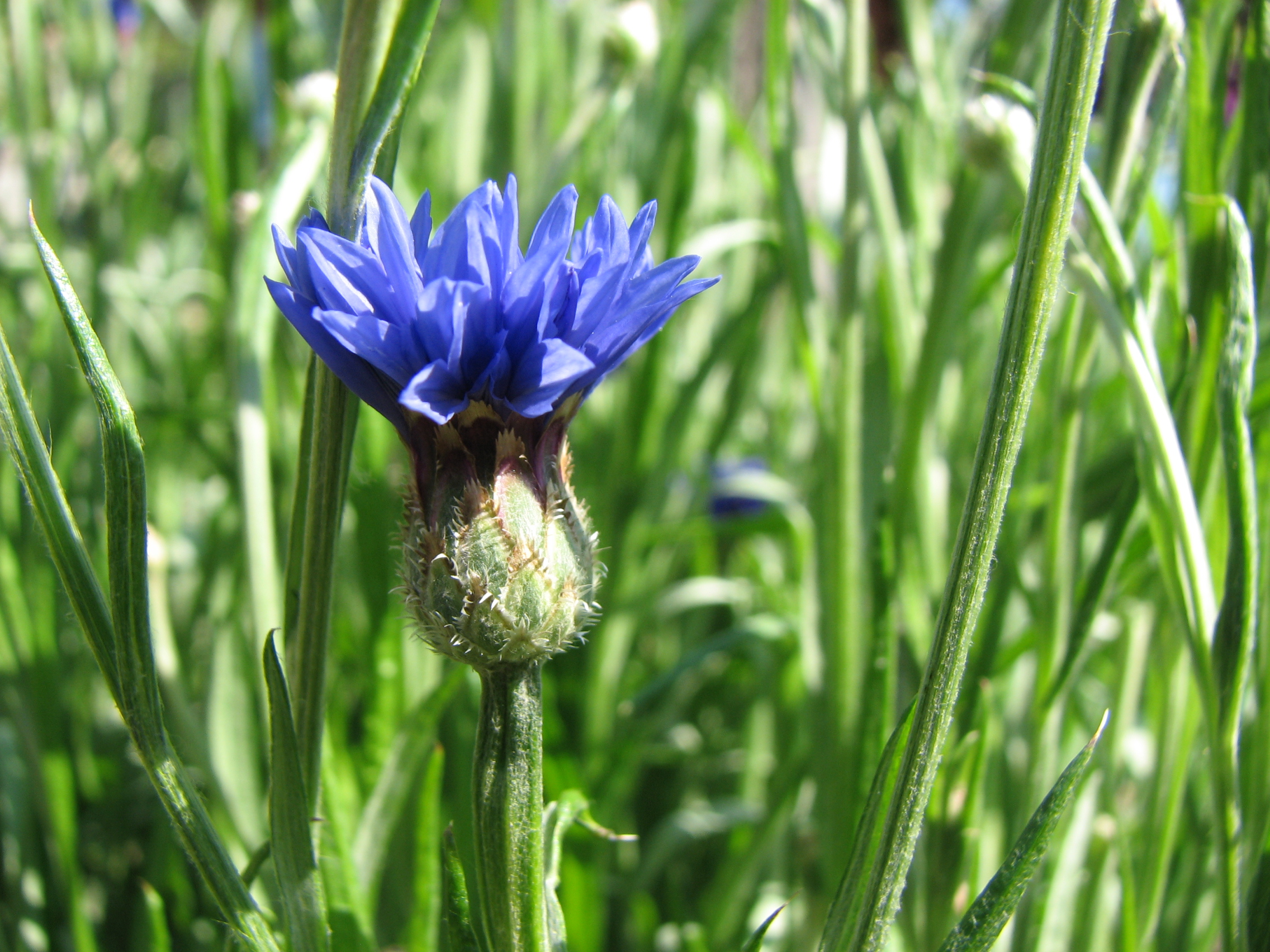 Kornblume