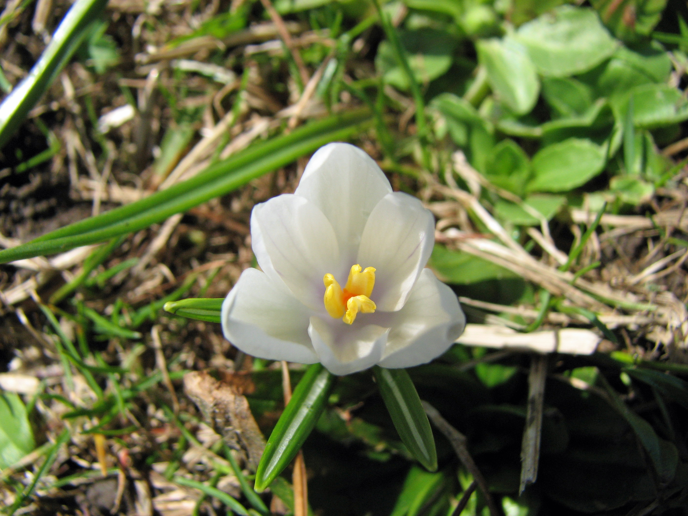 Frühlingskrokus