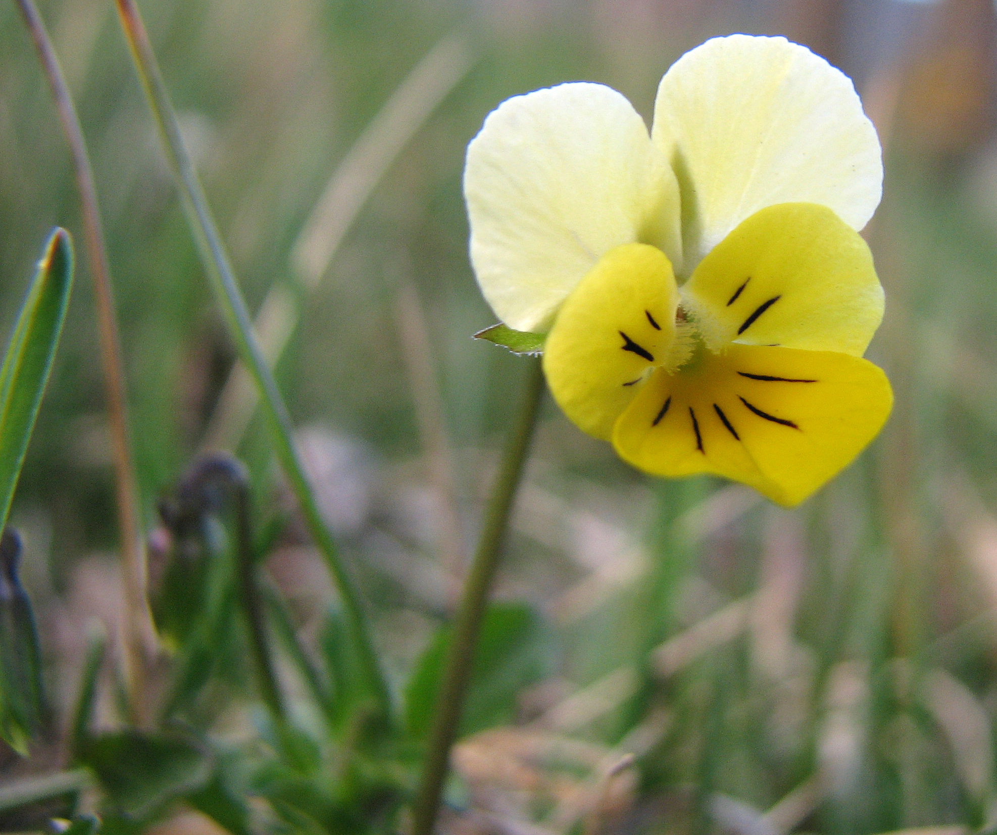 Ackerstiefmütterchen