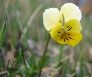 Ackerstiefmütterchen