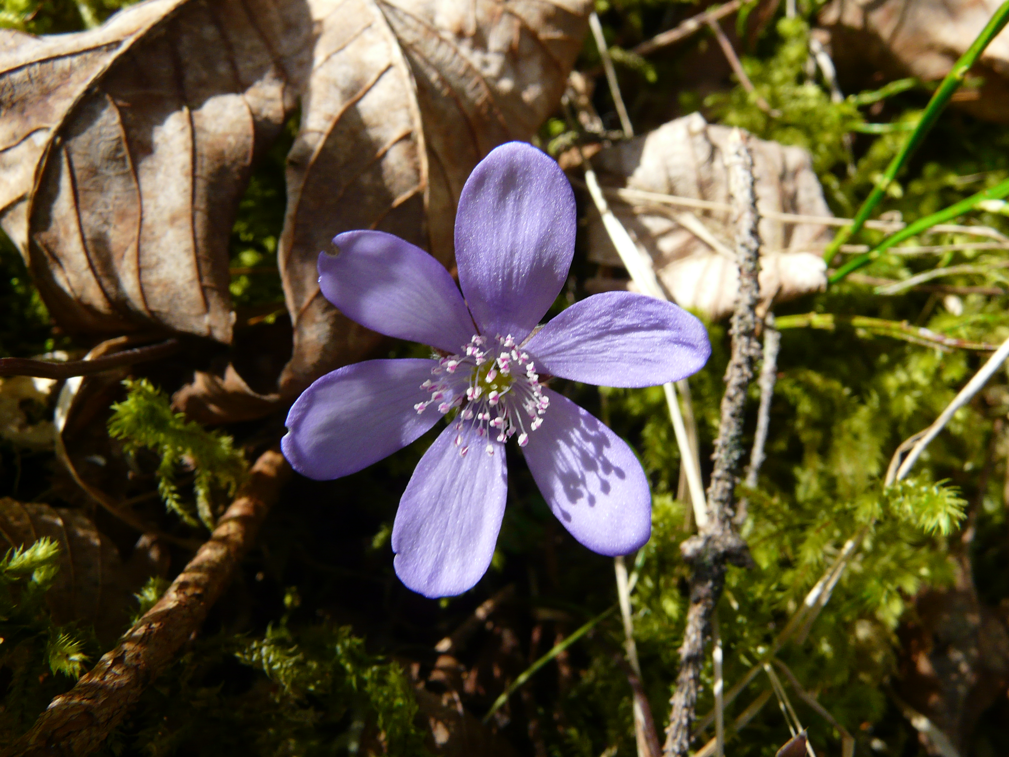 Leberblümchen