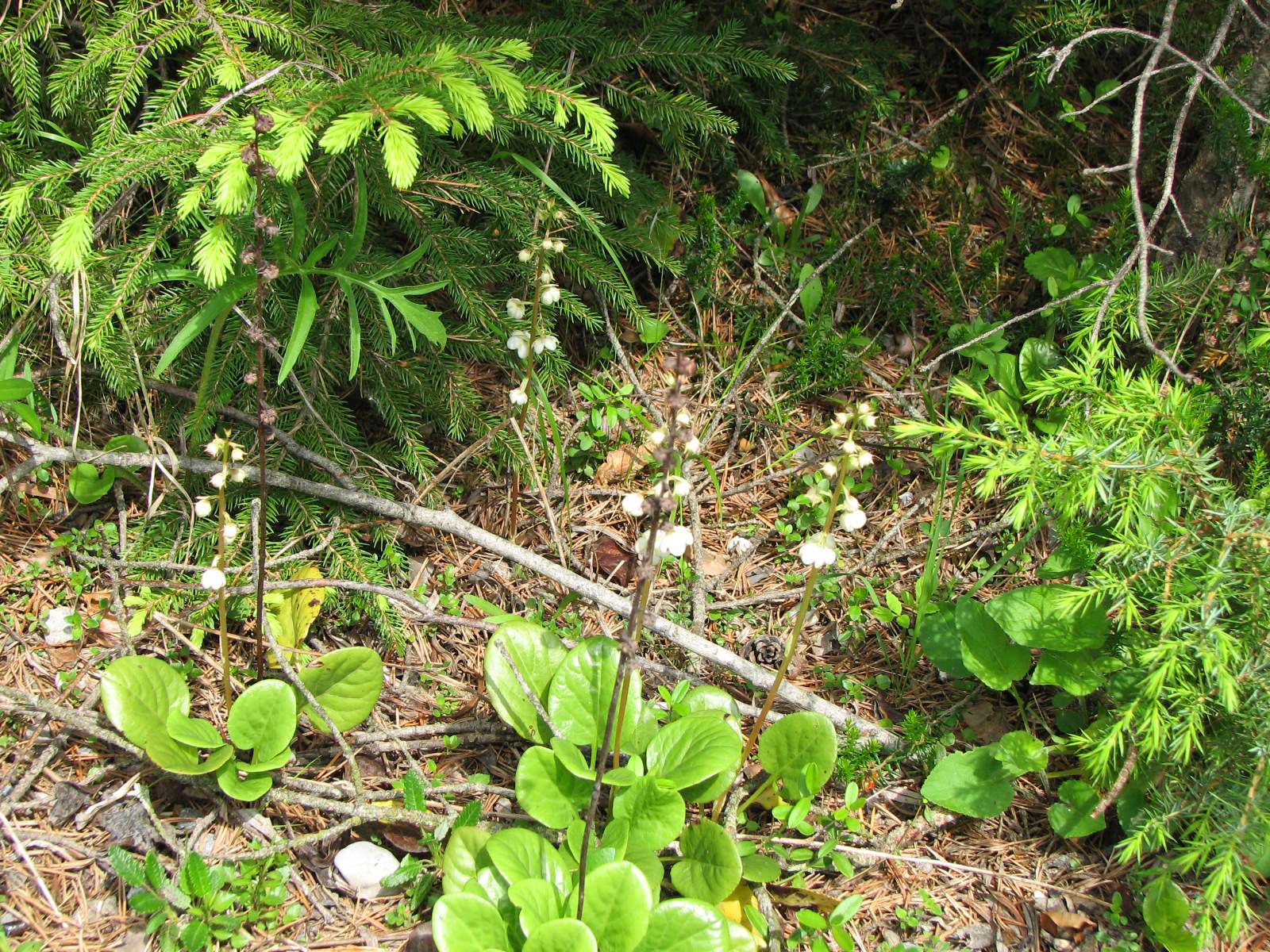 Rundblättriges Wintergrün