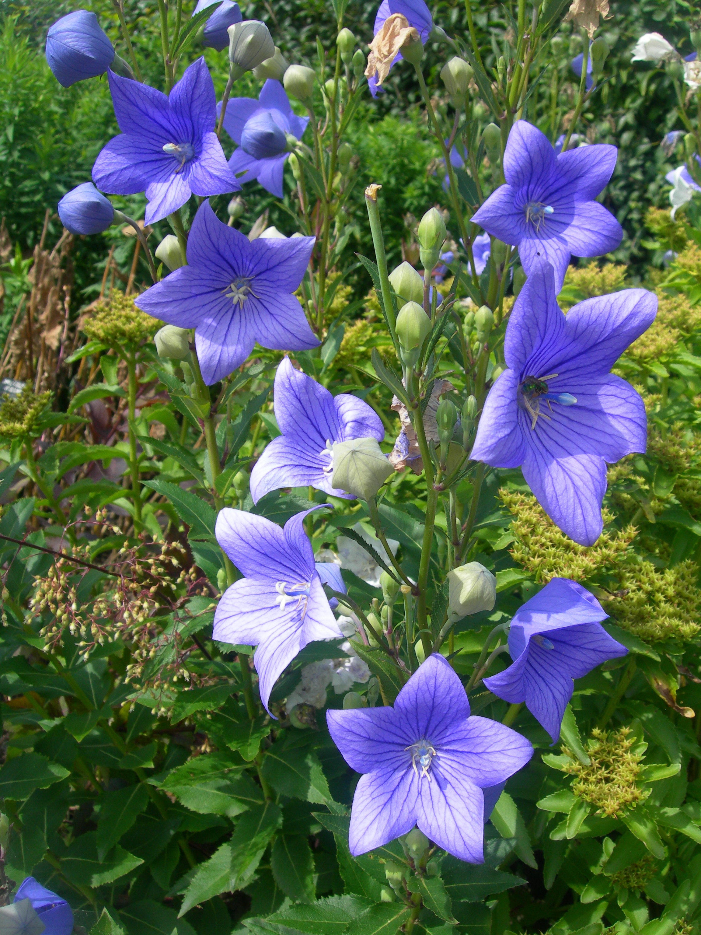 Ballonblume