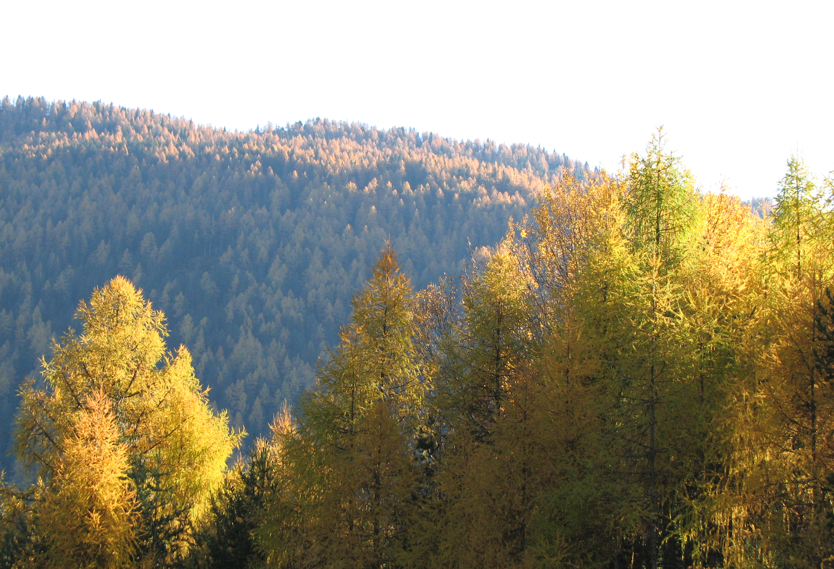 Europäische Lärche