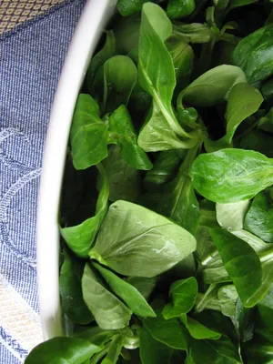 Feldsalat