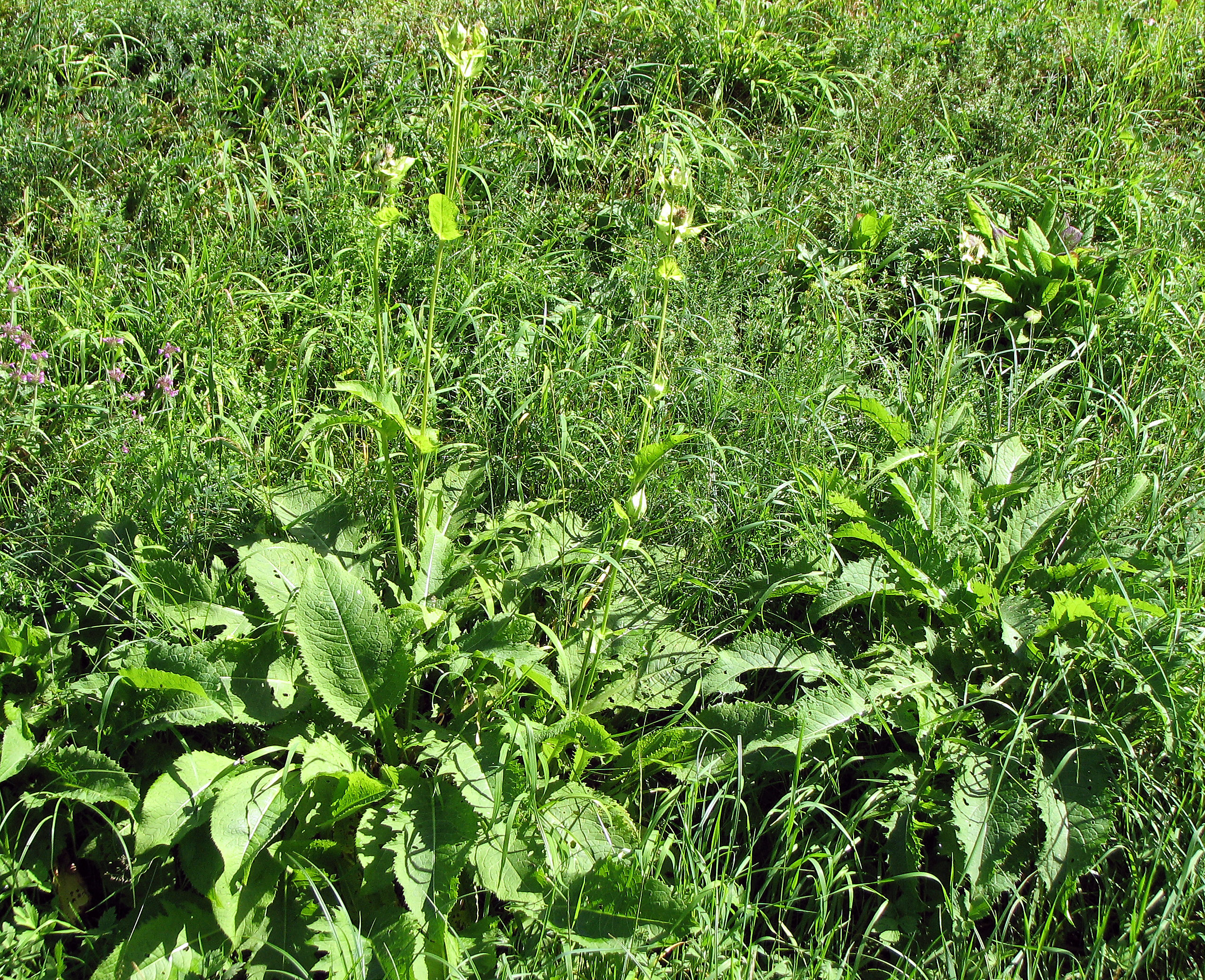 Kohlkratzdistel