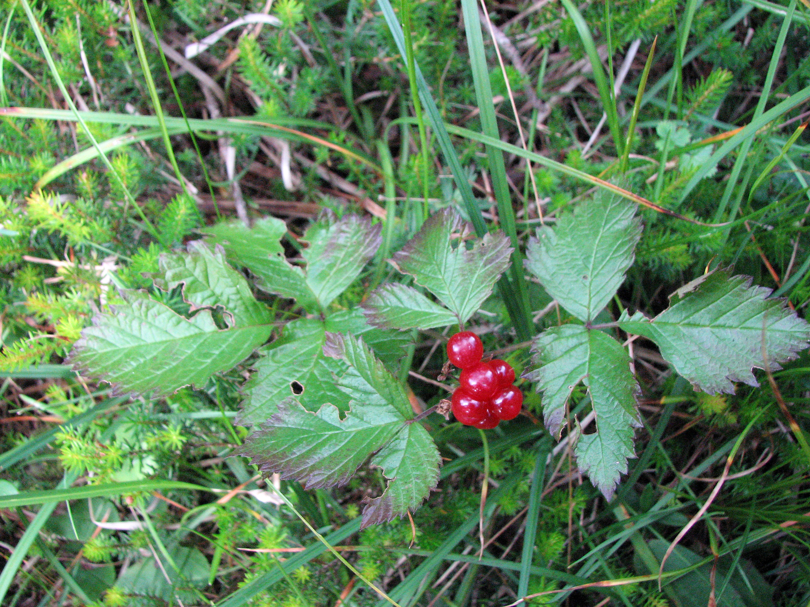 Steinbeere
