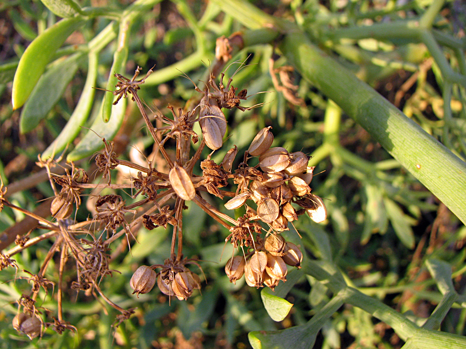 Meerfenchel