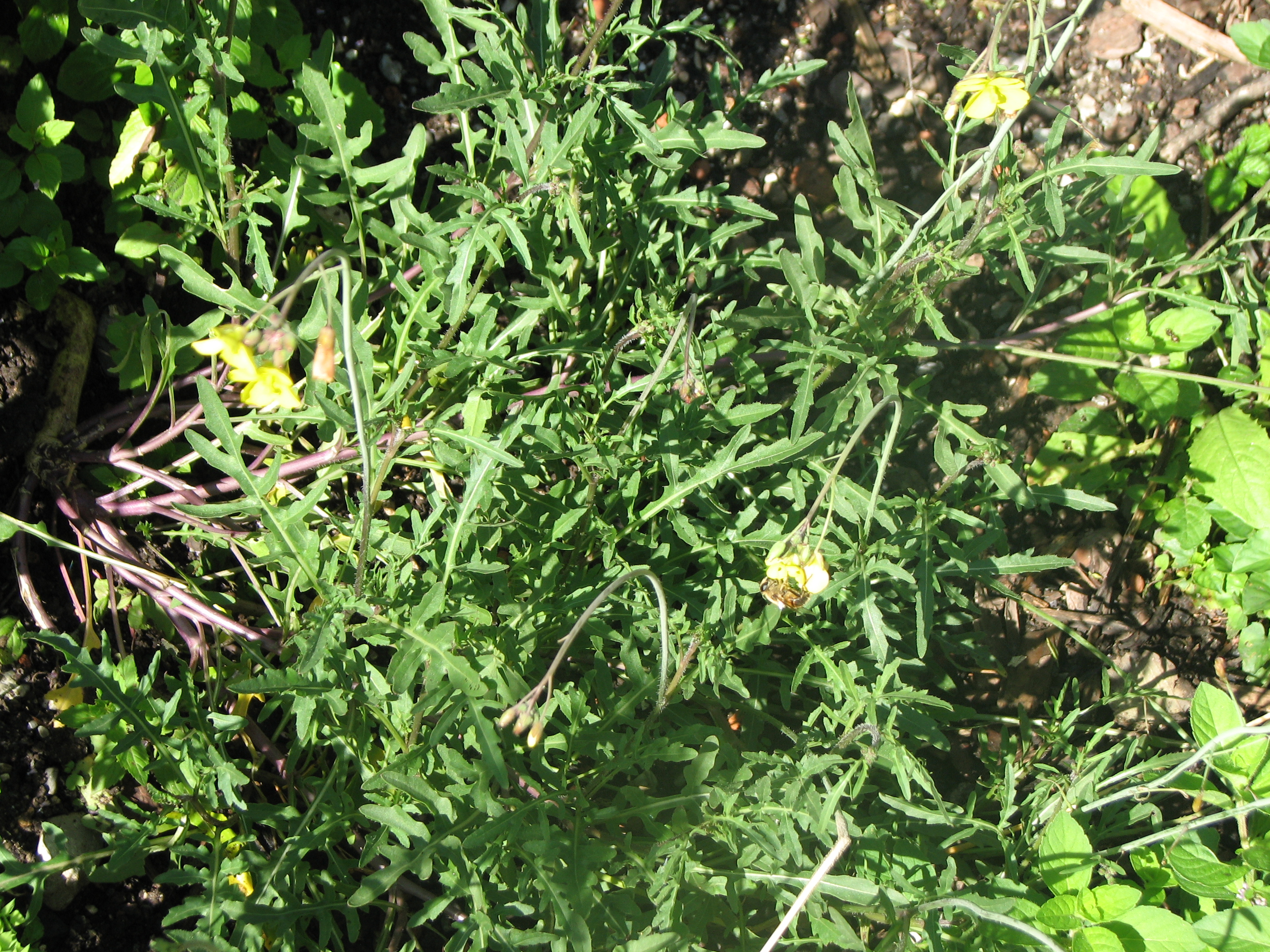 Schmalblättrige Rucola
