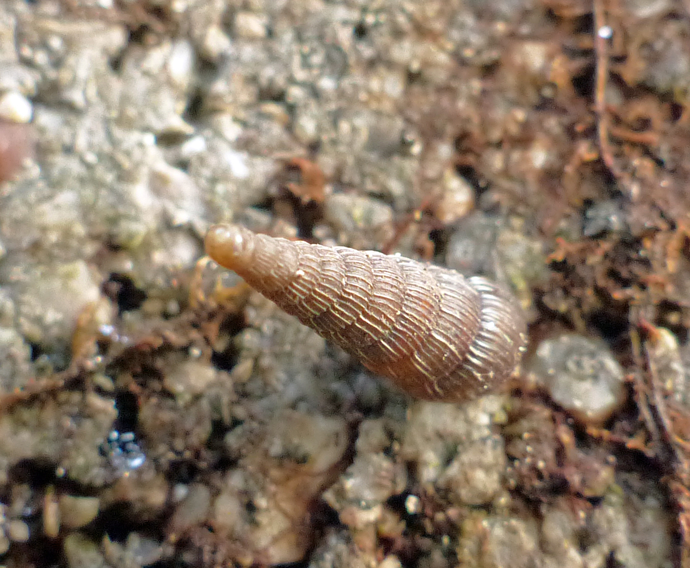 <p><em>Gemeine Schließmundschnecke</em> auf einer Mauer. Sie ist nicht gemein, sondern gewöhnlich, aber hübsch und harmlos.</p>