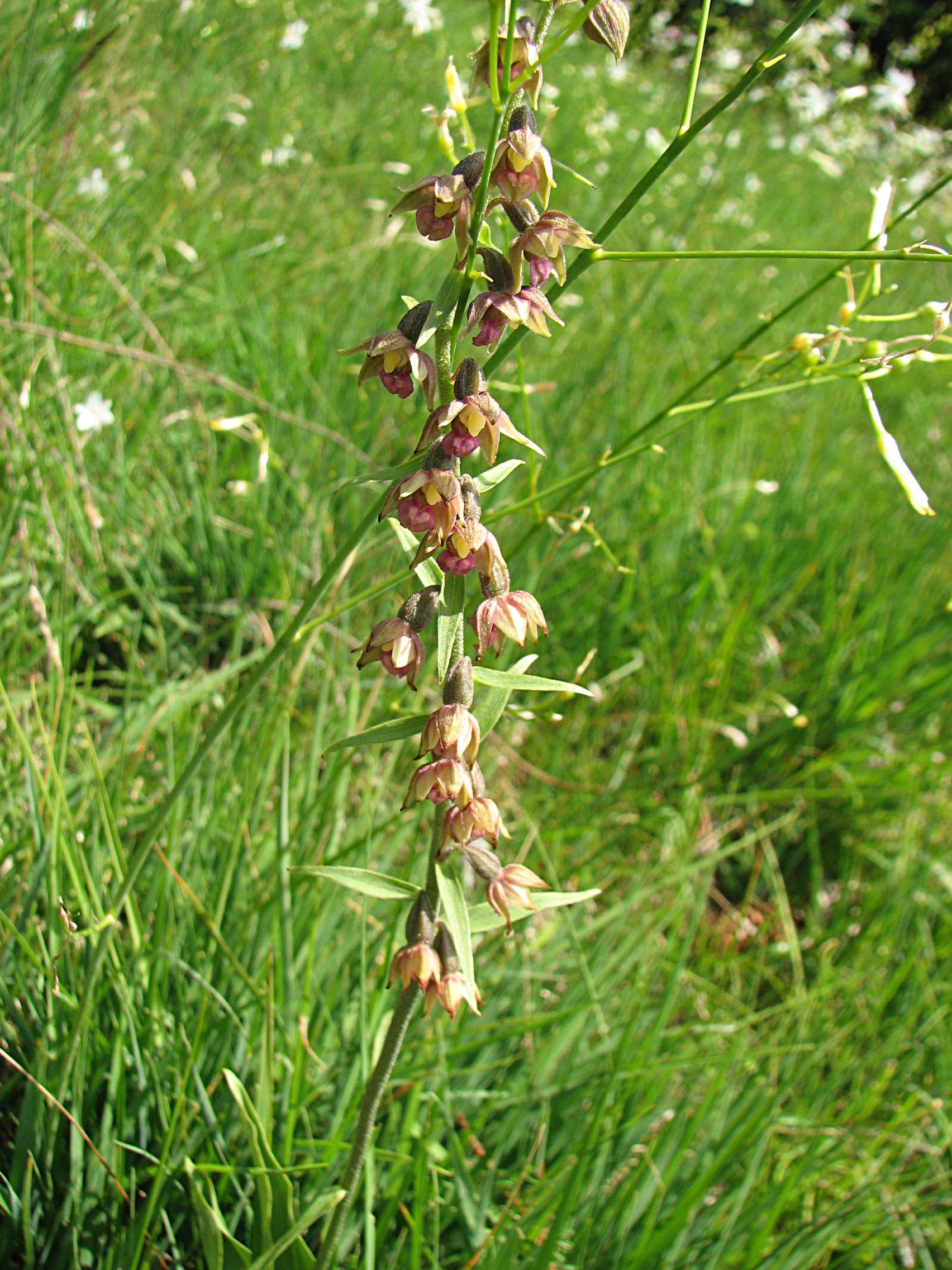 Breitblättrige Stendelwurz
