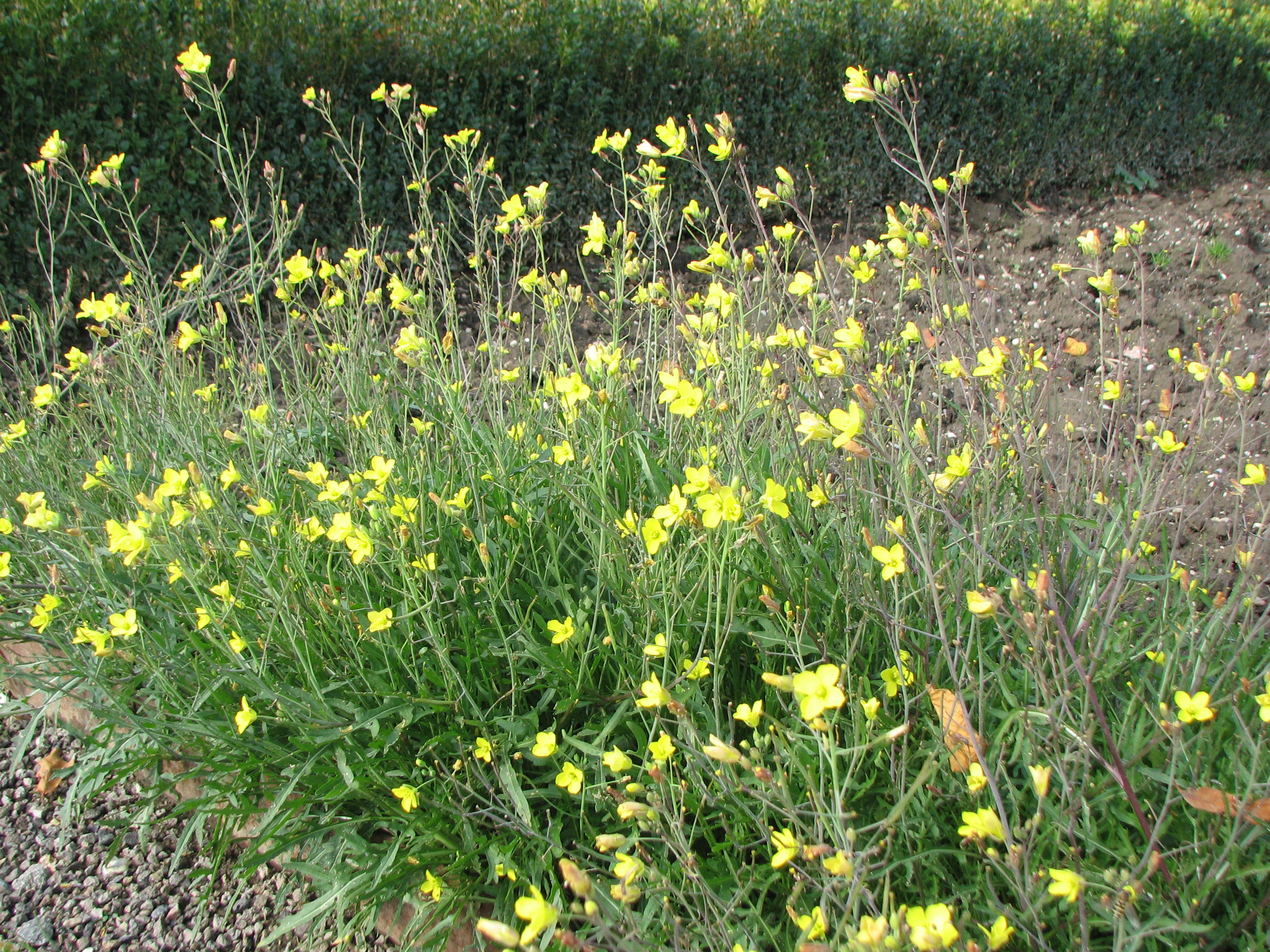 Schmalblättrige Rucola