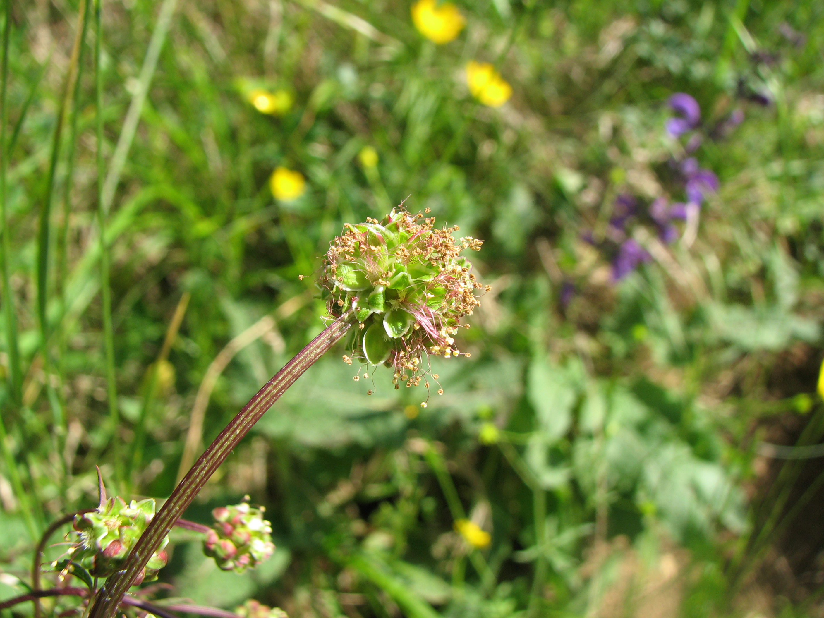 Kleiner Wiesenknopf