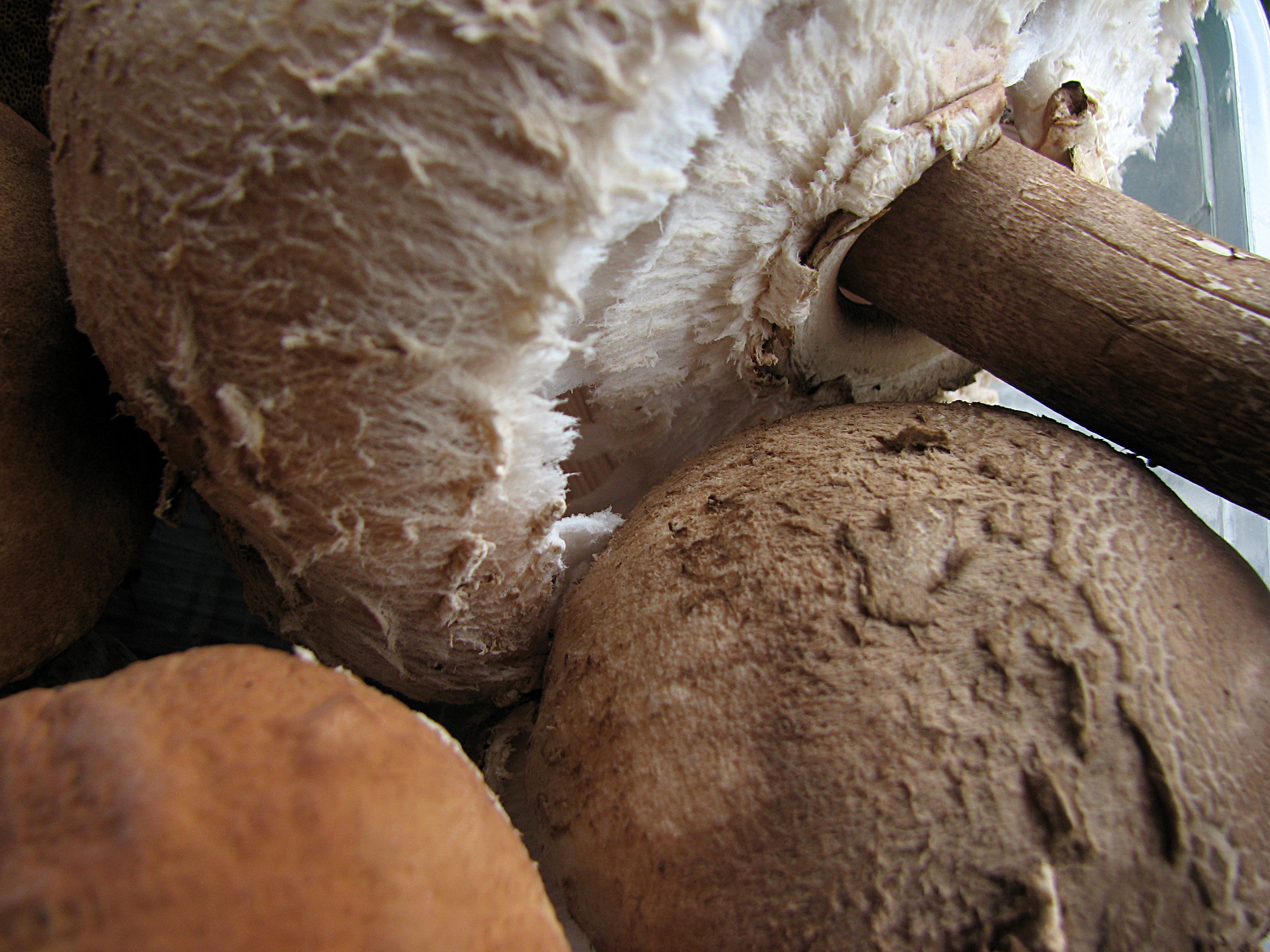 Orzotto mit frischen Pilzen