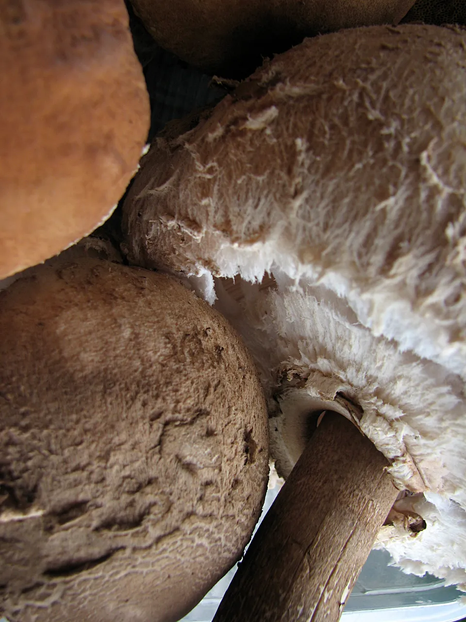 Orzotto mit frischen Pilzen