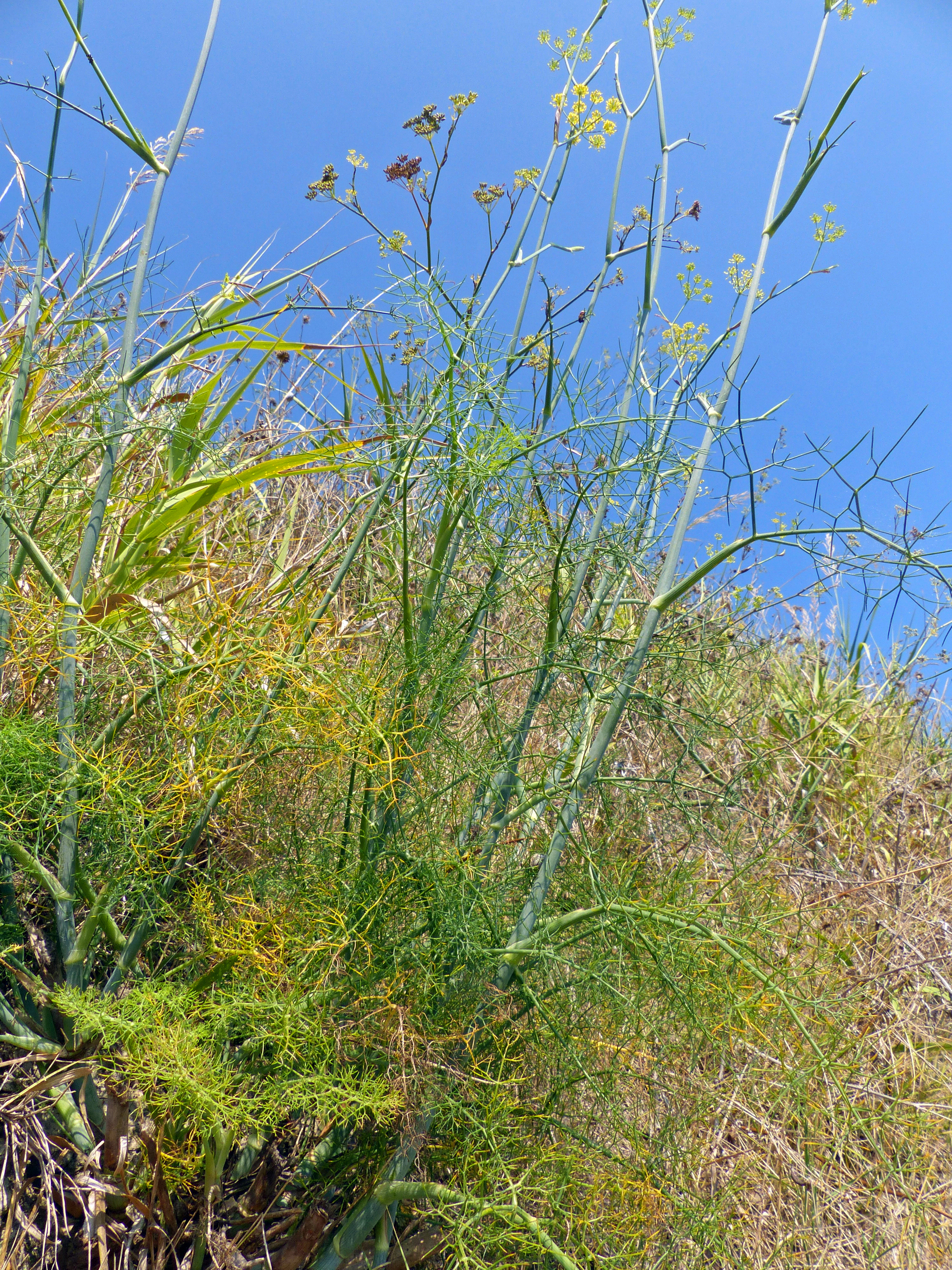 Bitterfenchel