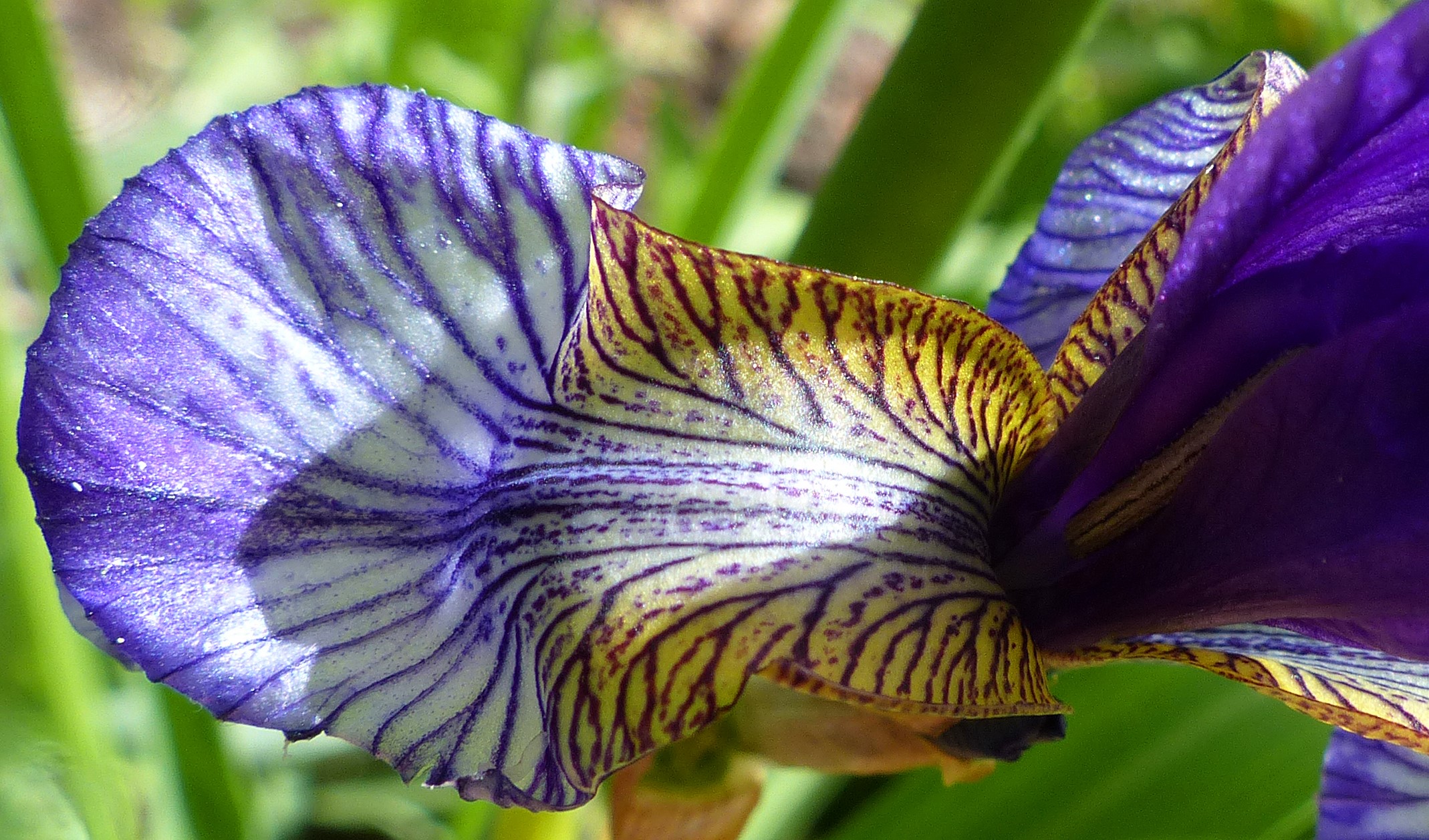 Sibirische Schwertlilie