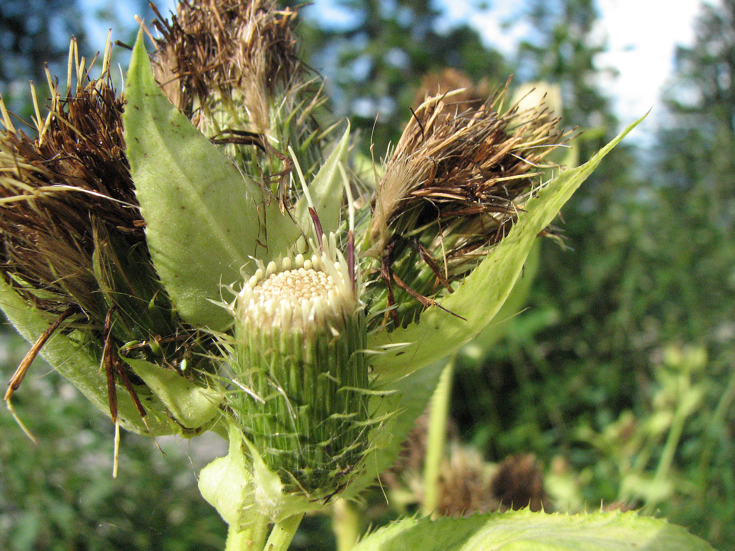 Kohlkratzdistel
