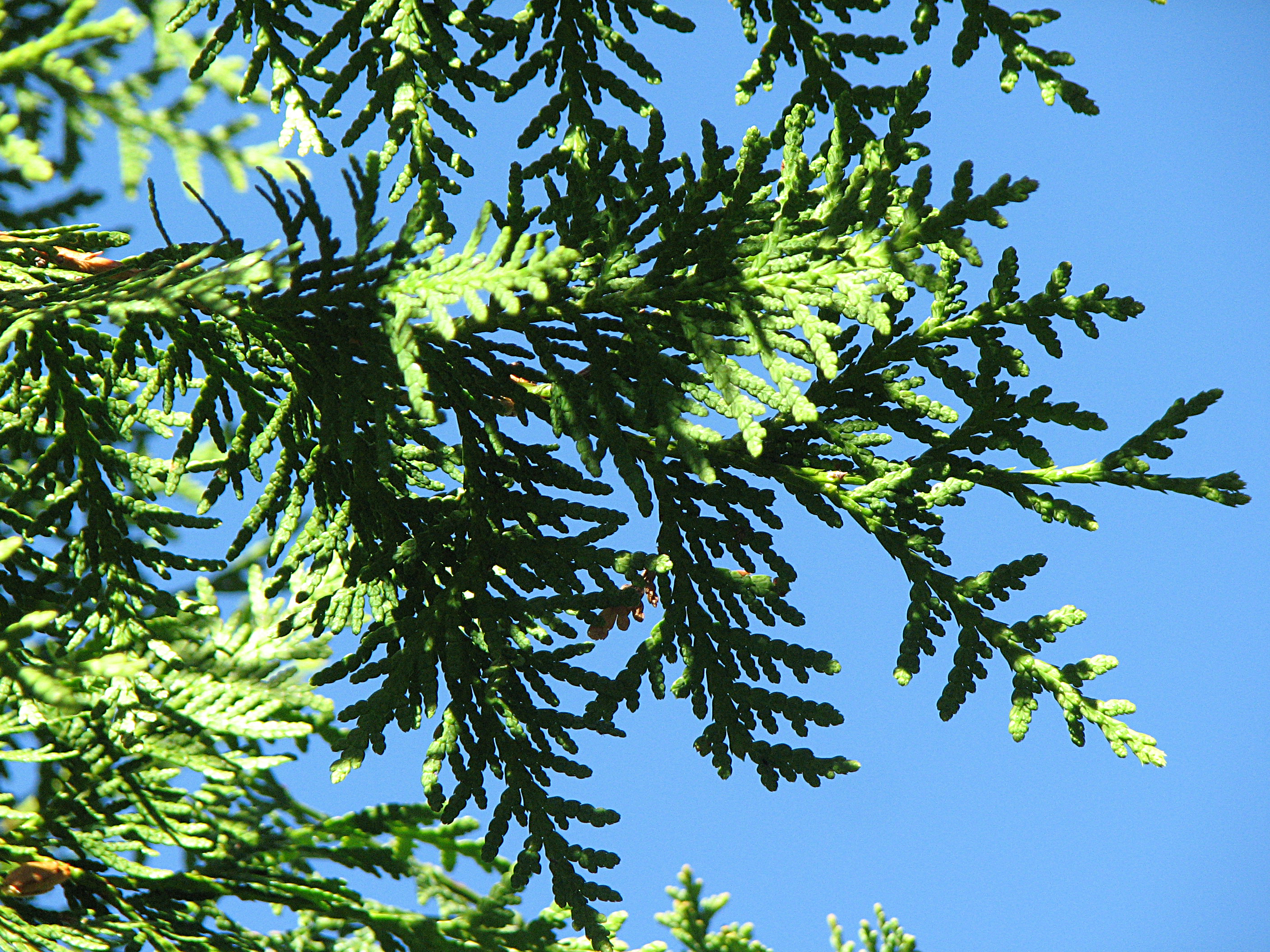 Gewöhnliche Thuja