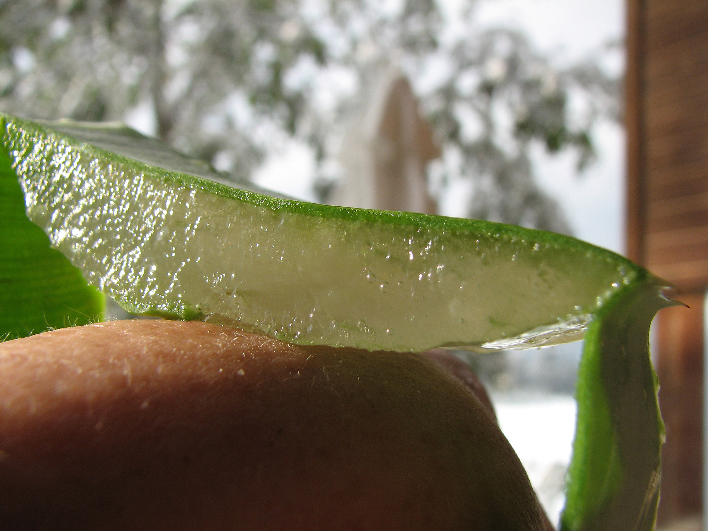 Aloe vera-Gel, frisch, schnell!