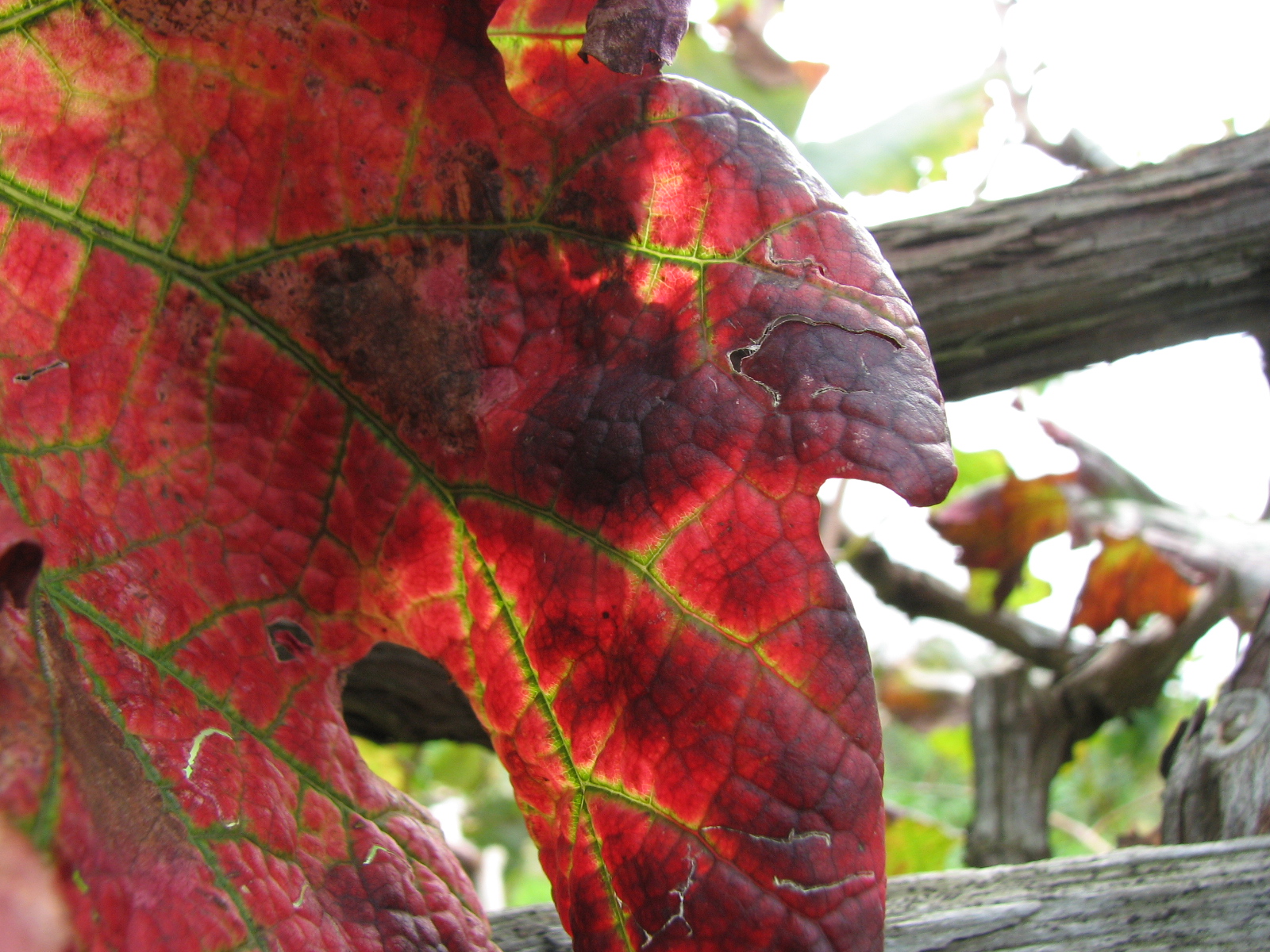 Weinrebe