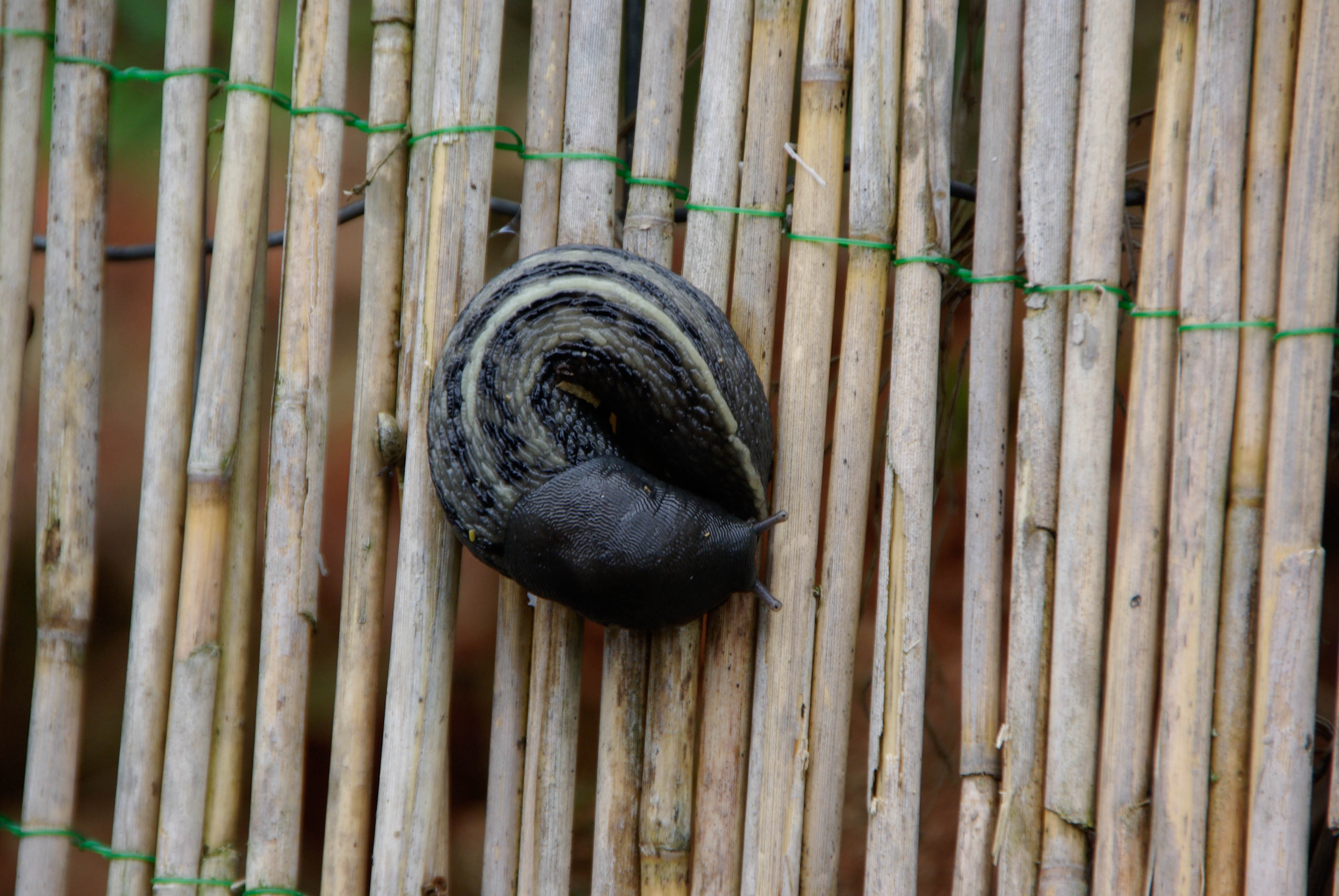 <p> Der Schwarze Schnegel (Limax cinereoniger) nimmt als größter einheimischer Schnegel sanft mit Moder, Aas, Pilzen und Algen vorlieb. Foto: D. F.</p>