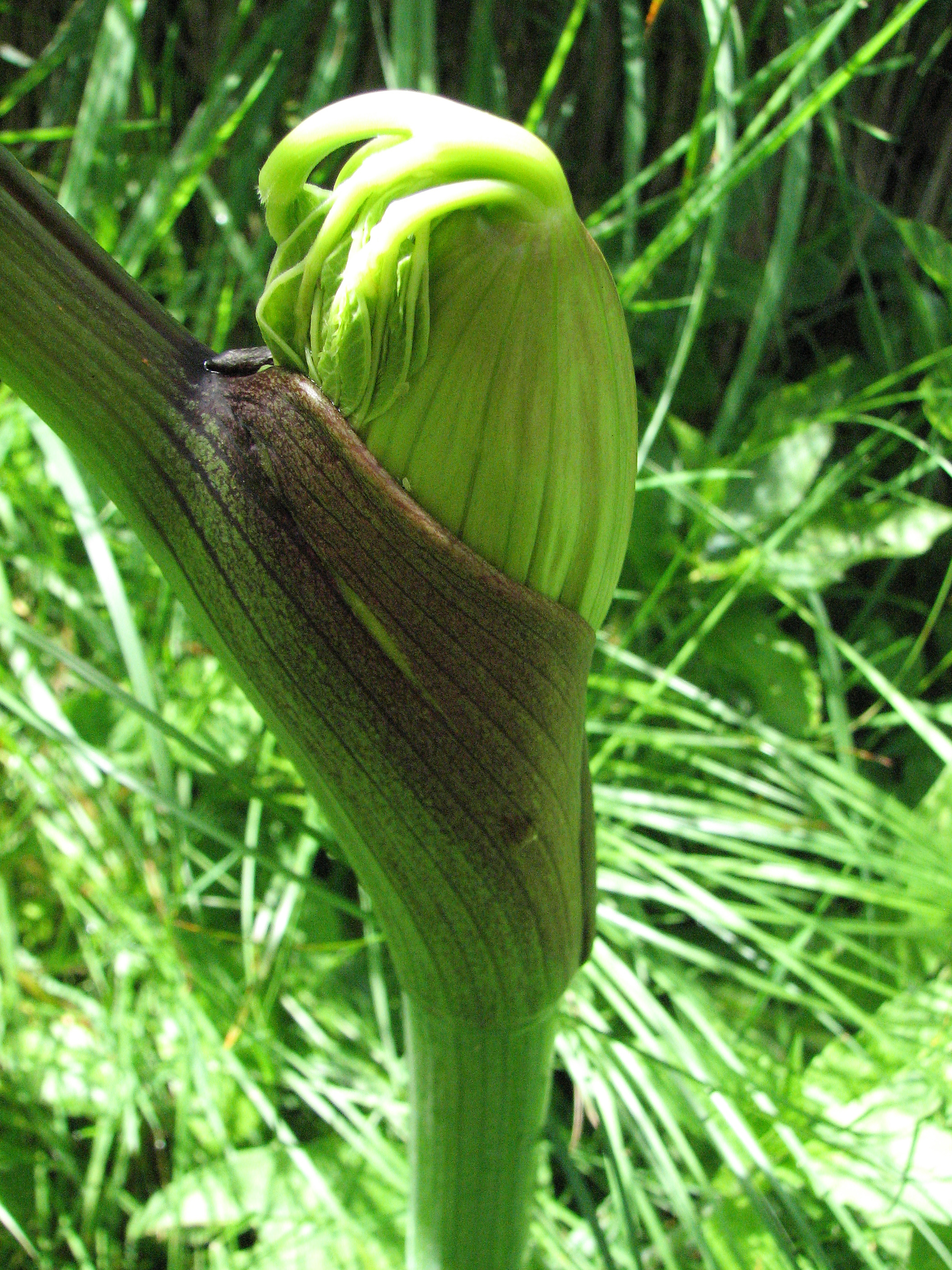 Wiesenbärenklau