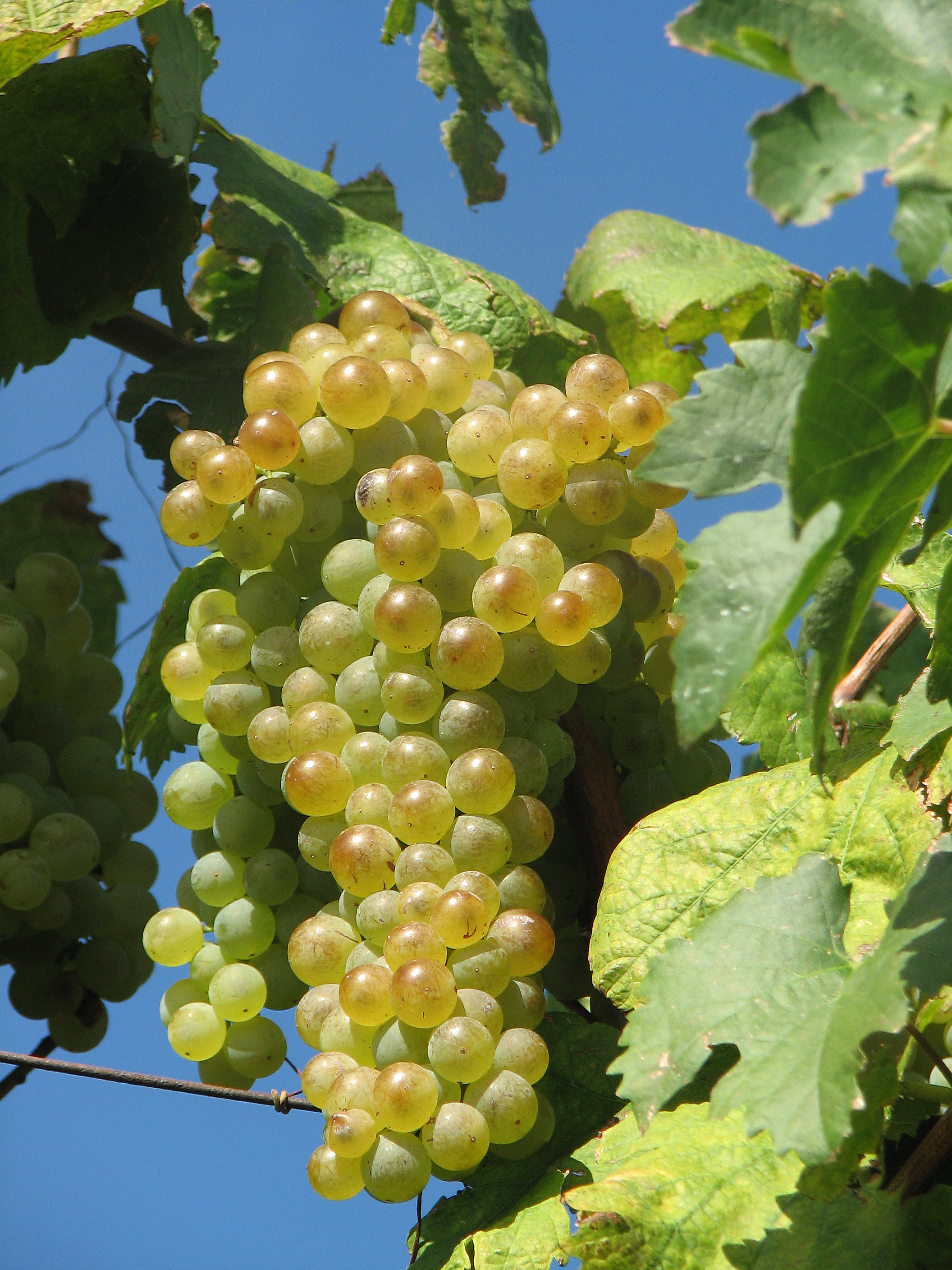 Weinrebe