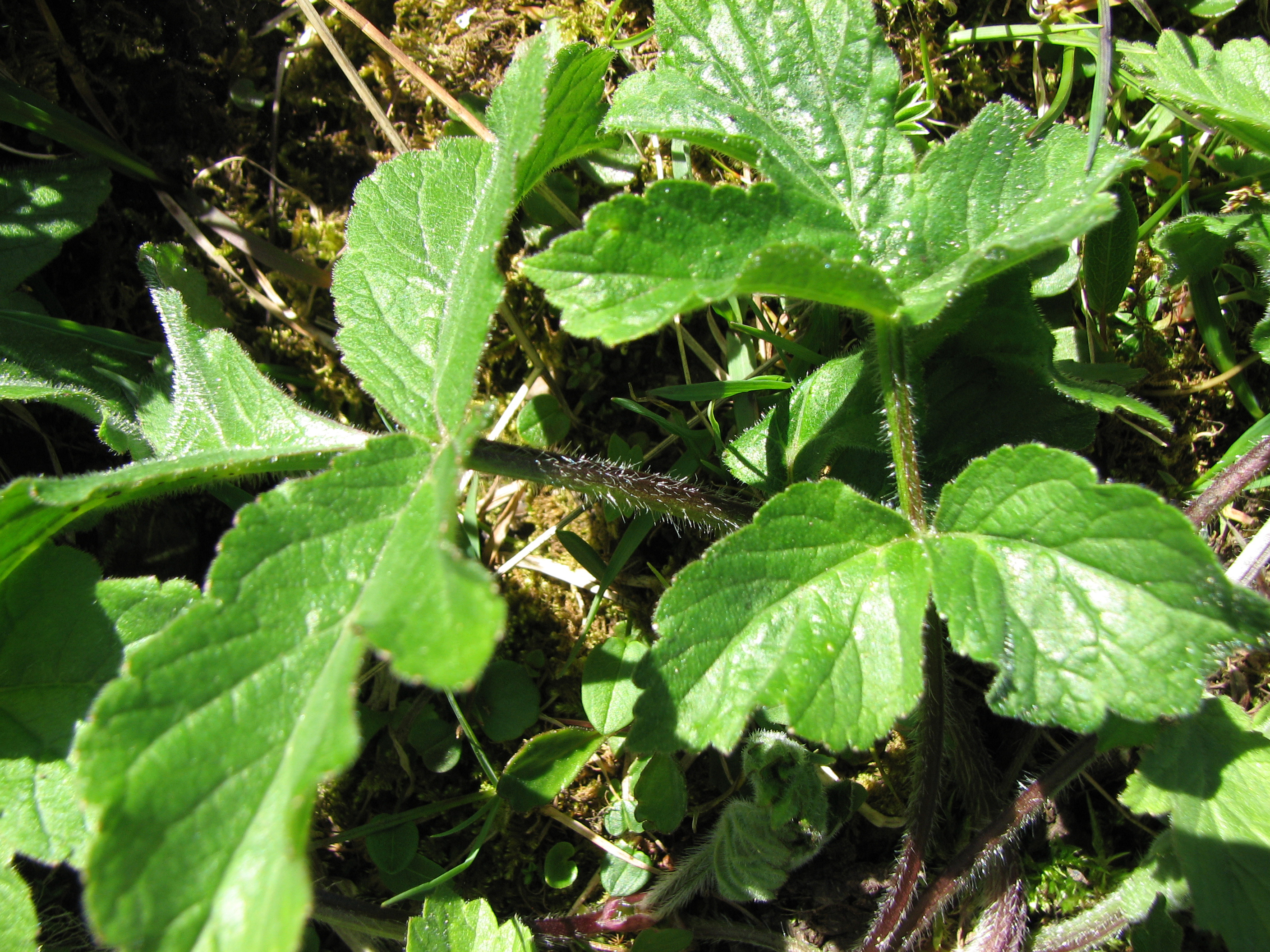 Wiesenbärenklau