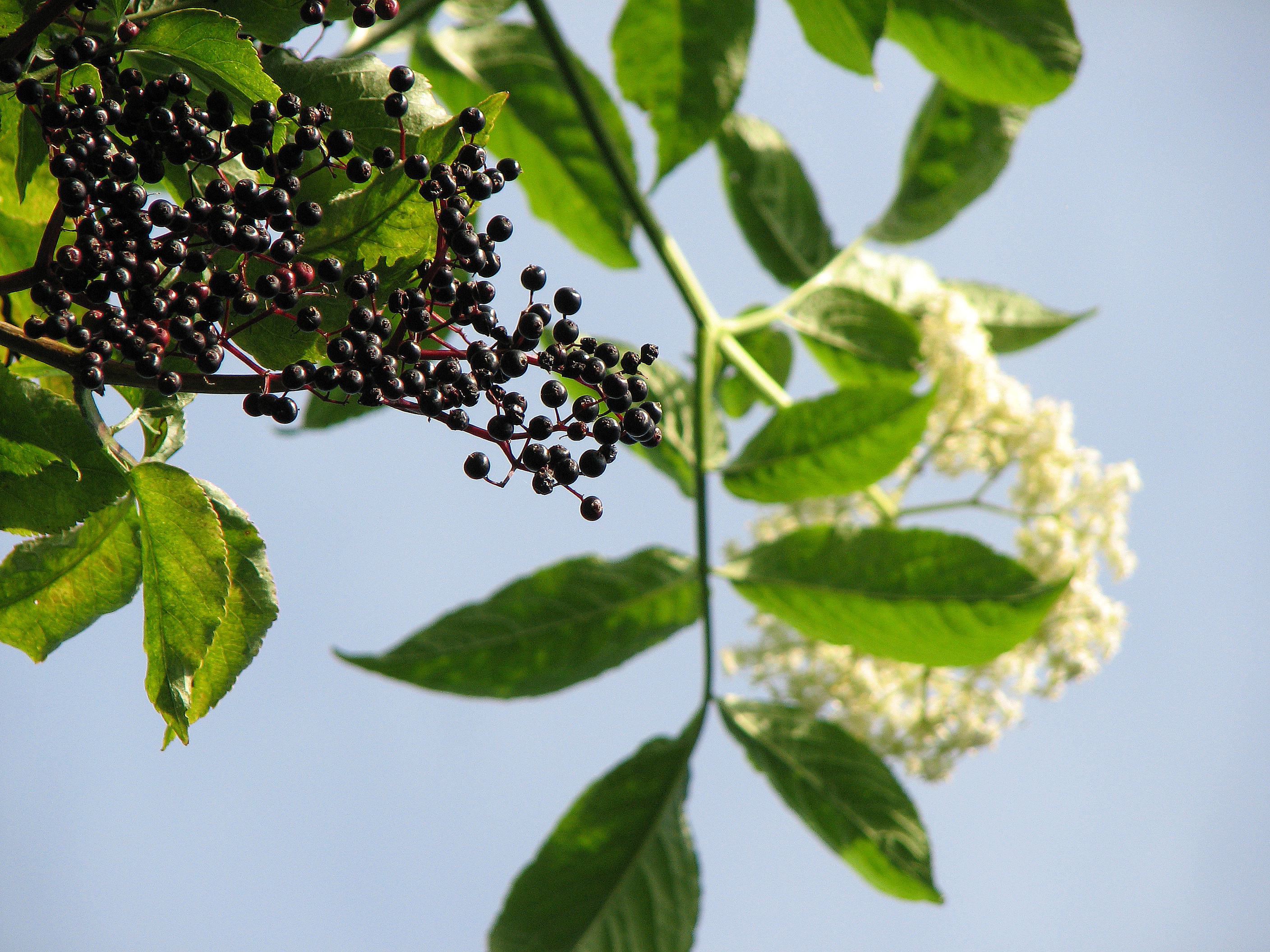 Schwarzer Holunder