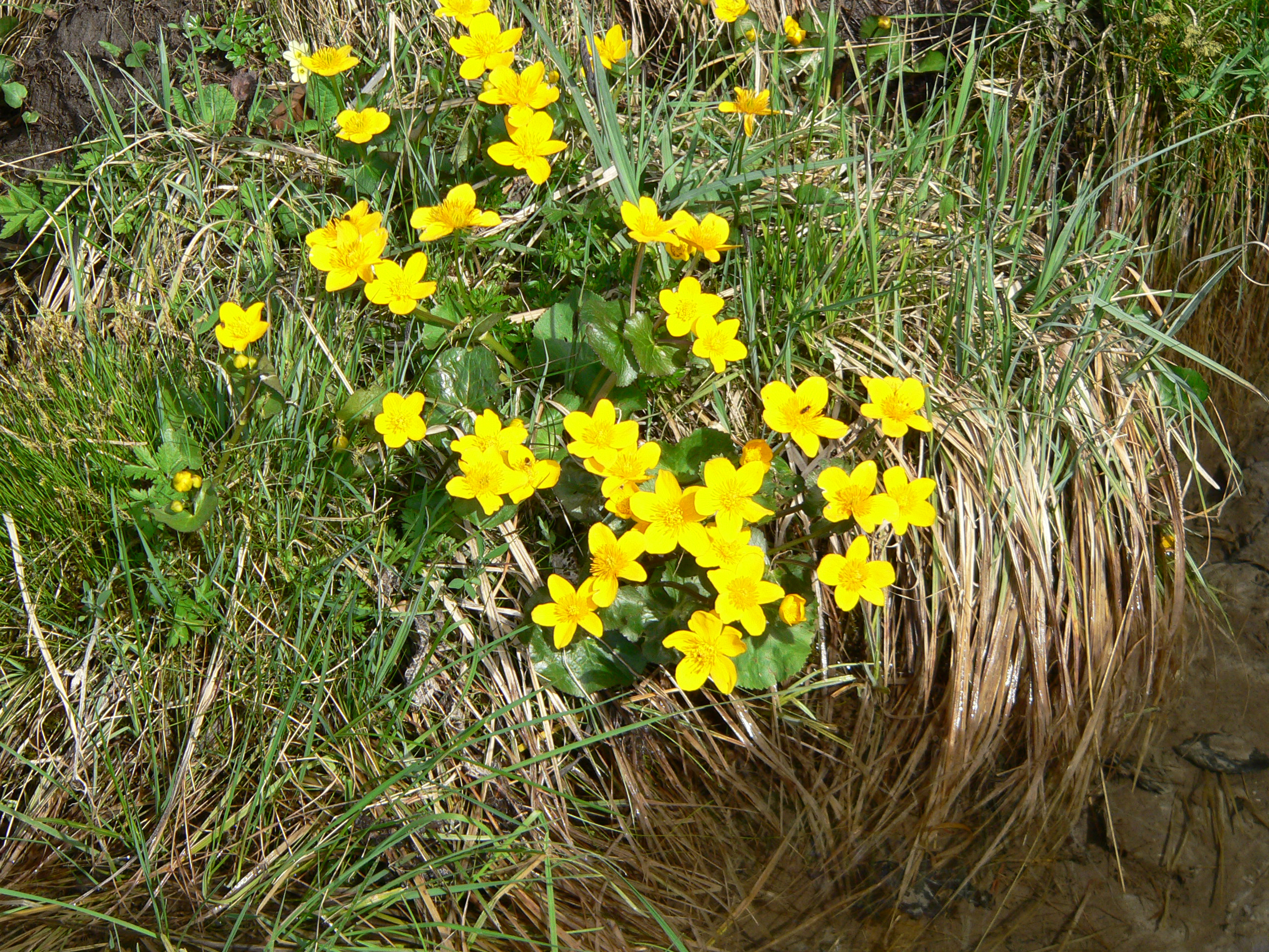 Sumpfdotterblume