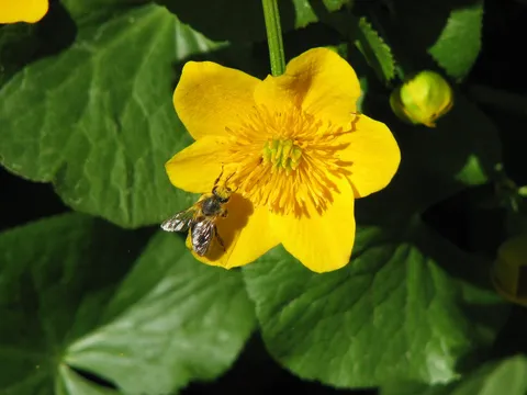 Sumpfdotterblume