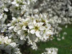 Schlehdorn