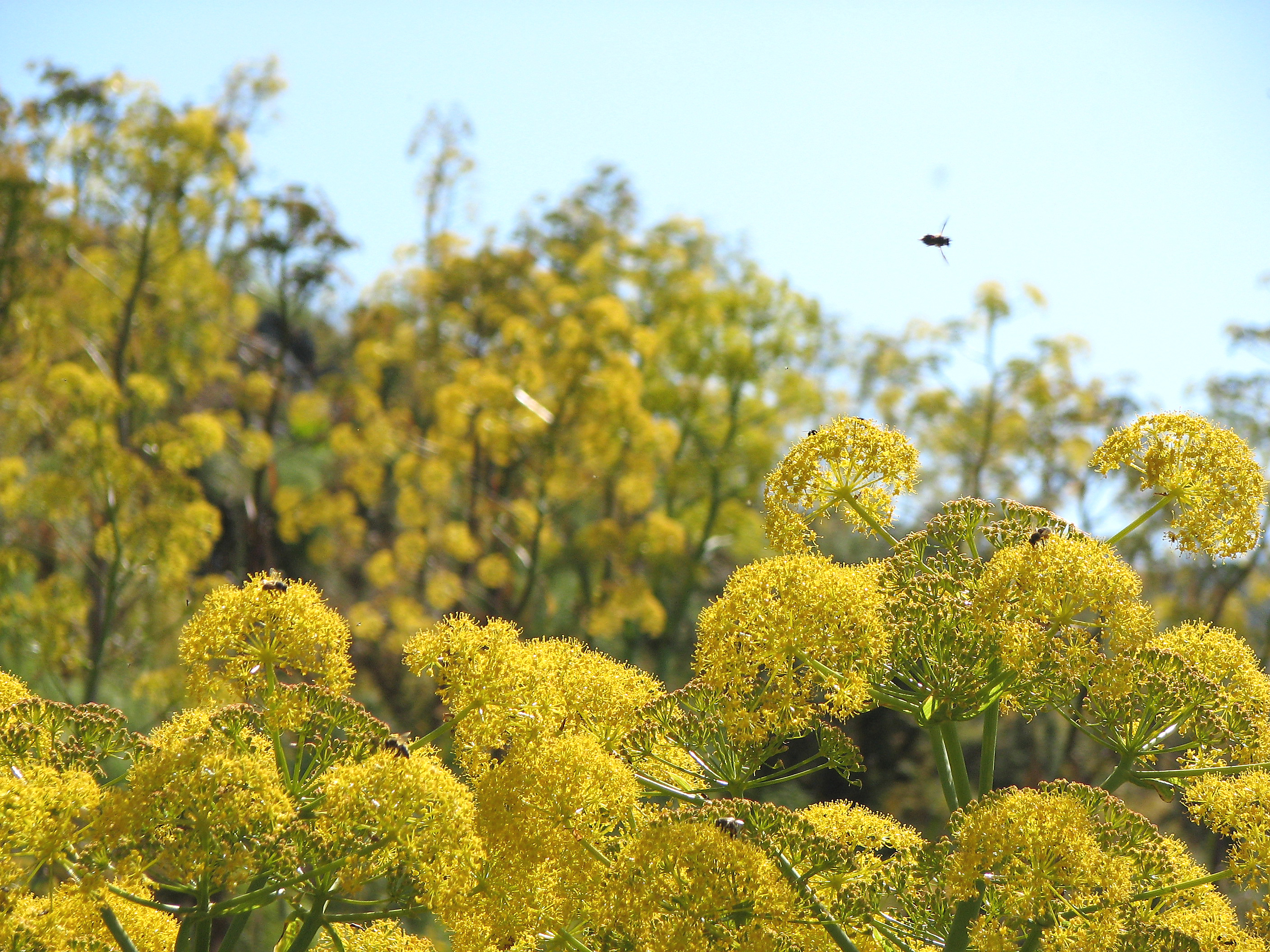 Riesenfenchel