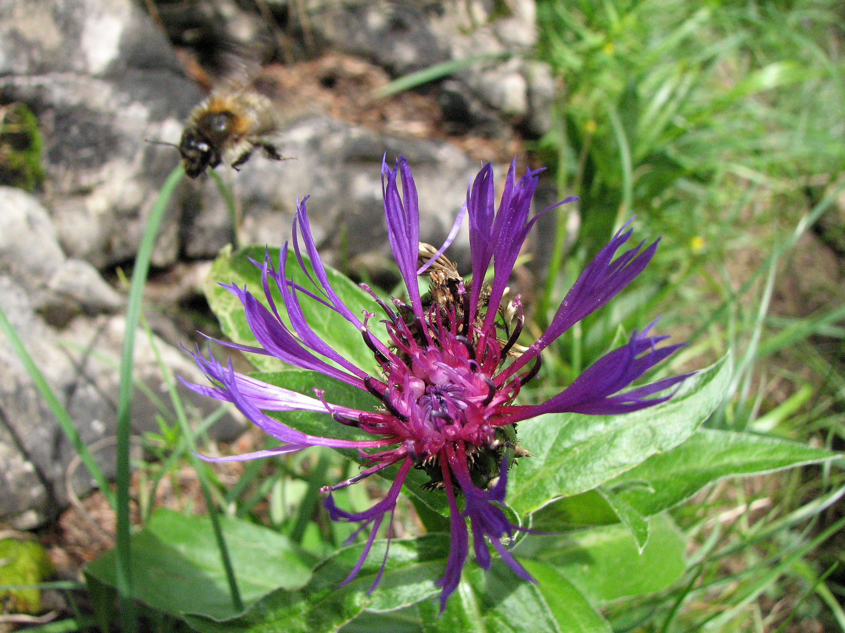 Bergflockenblume
