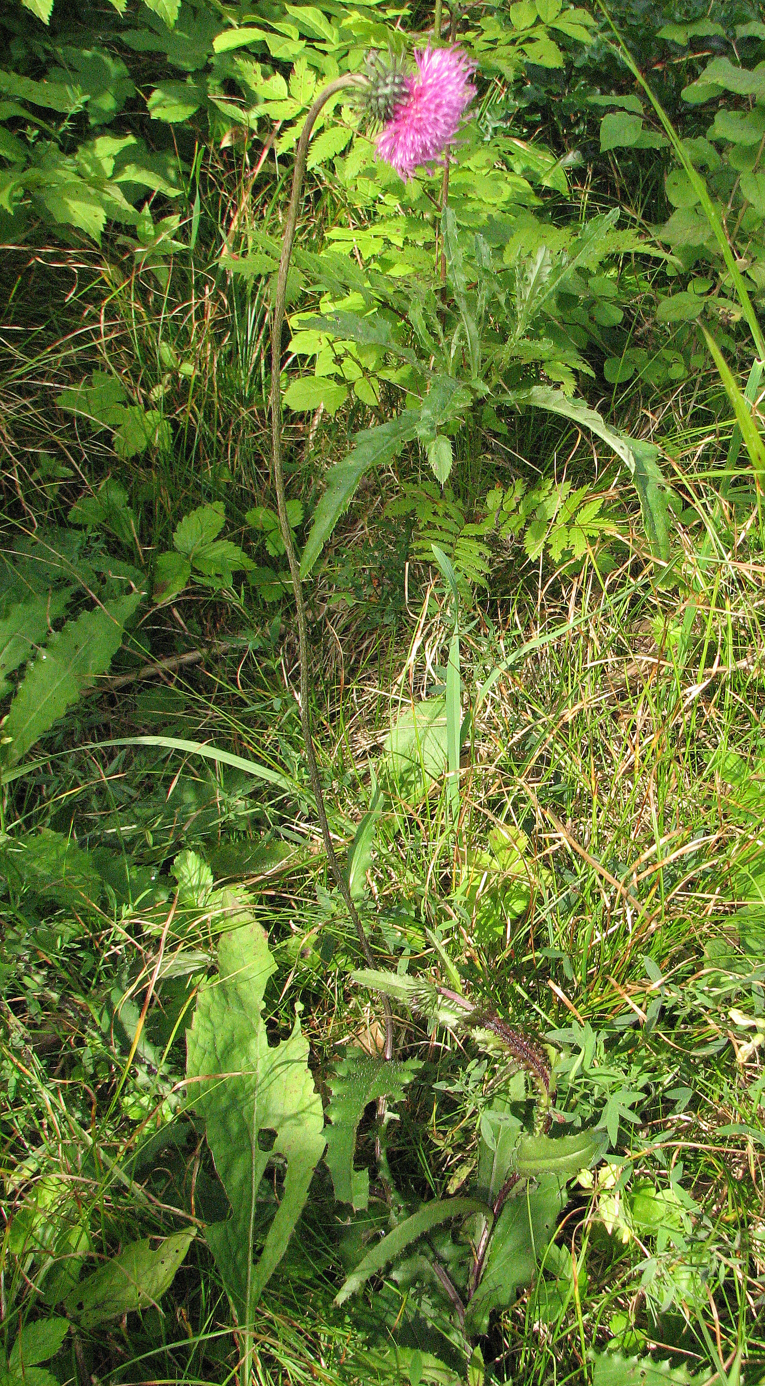 Gewöhnliche Bergdistel