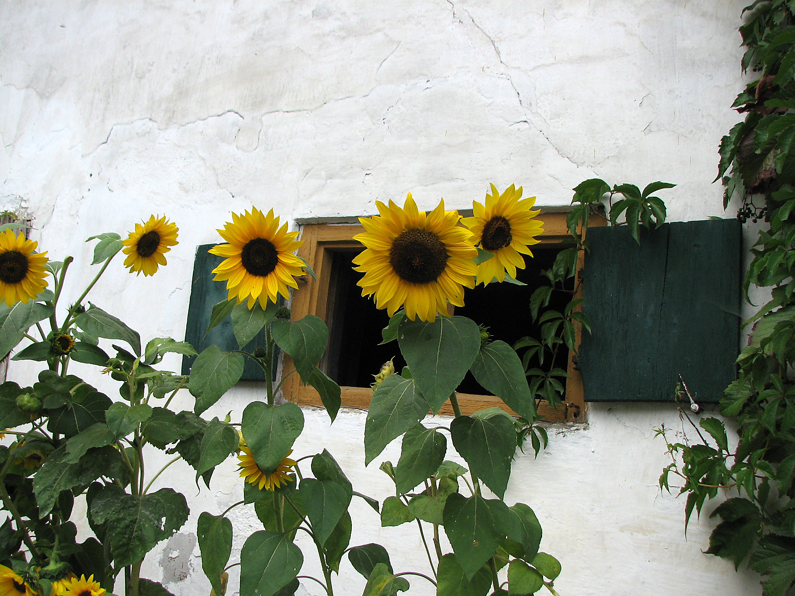 Sonnenblume
