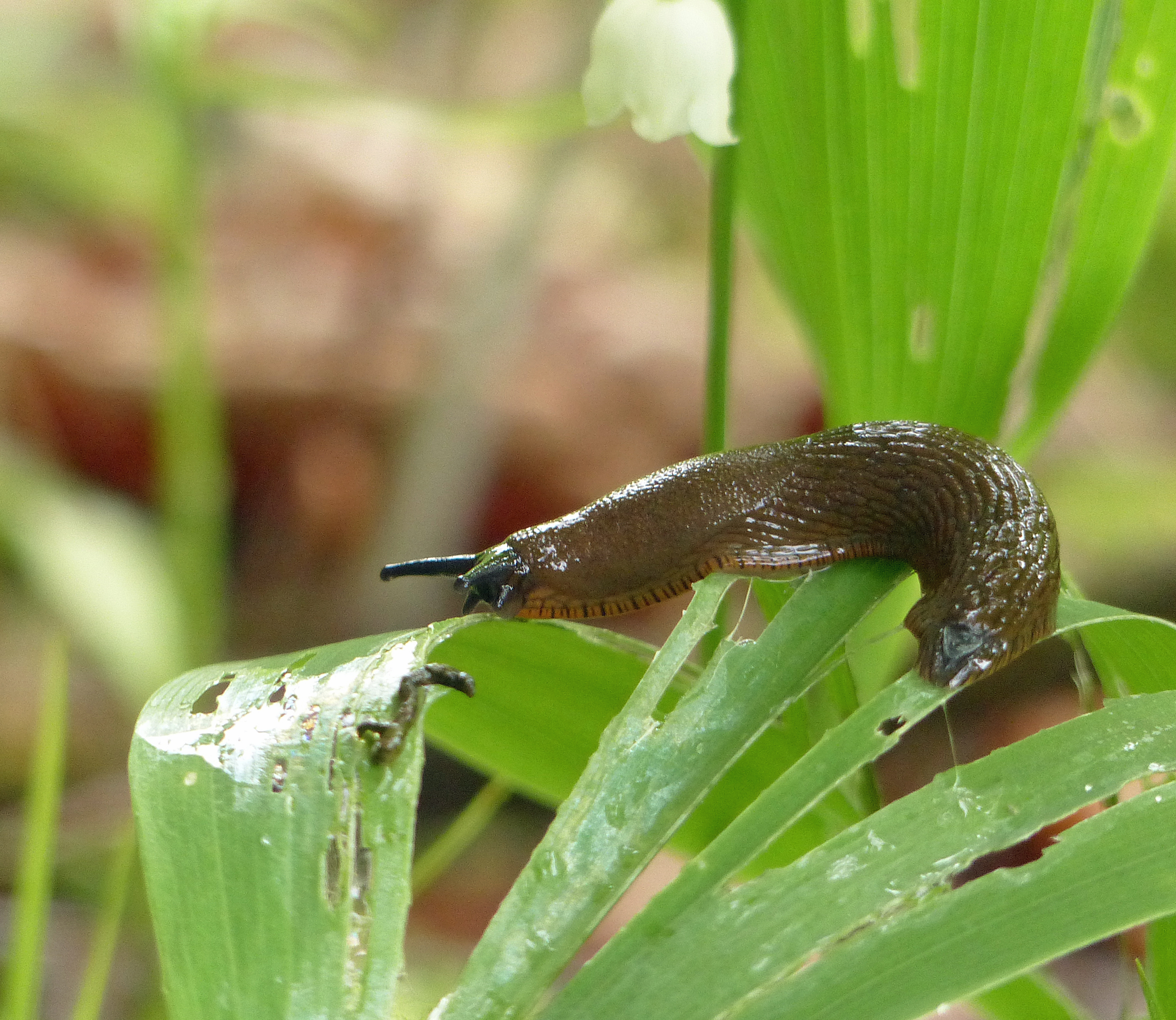 Schnecken im Garten reduzieren