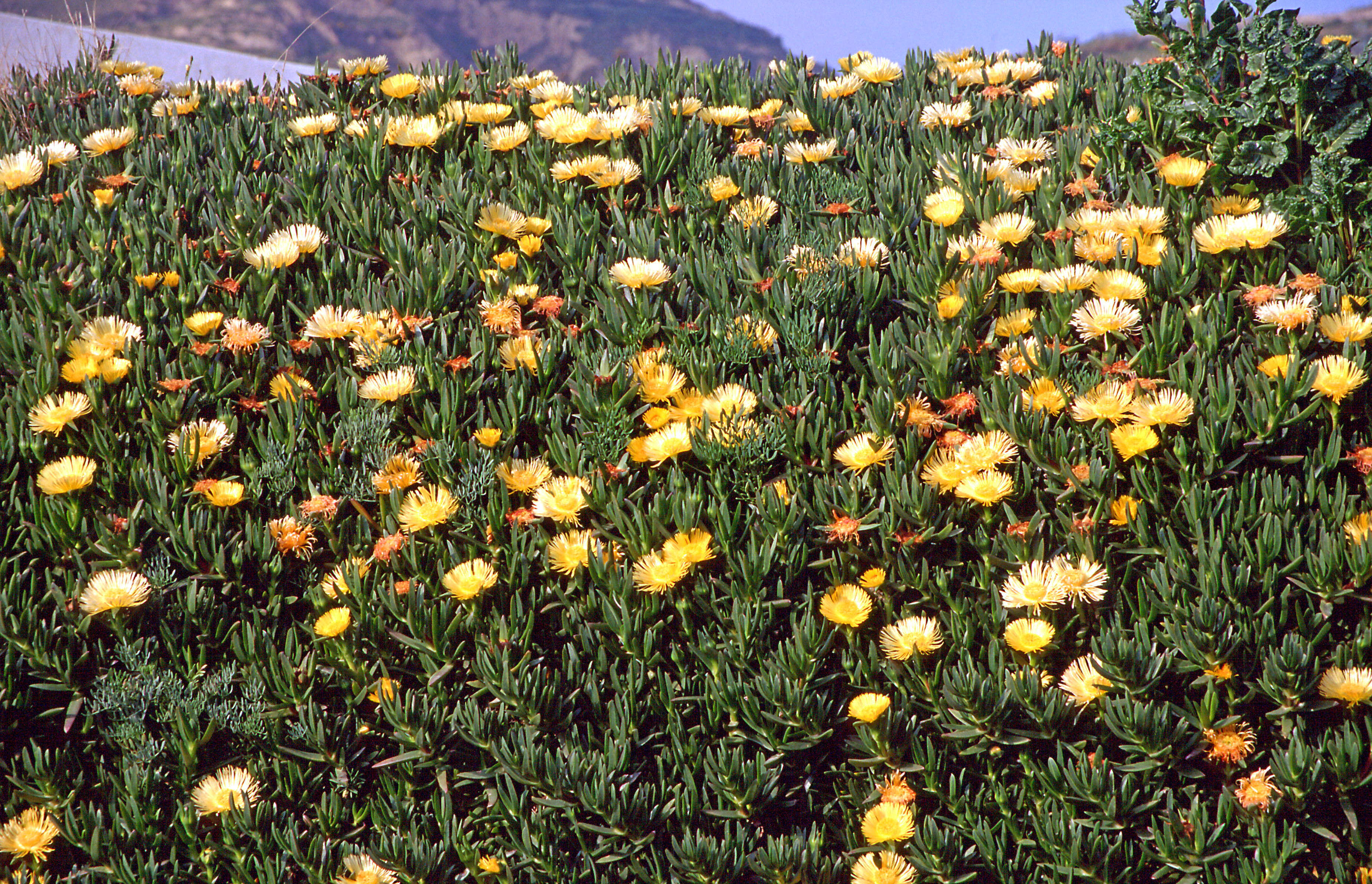 Essbare Mittagsblume