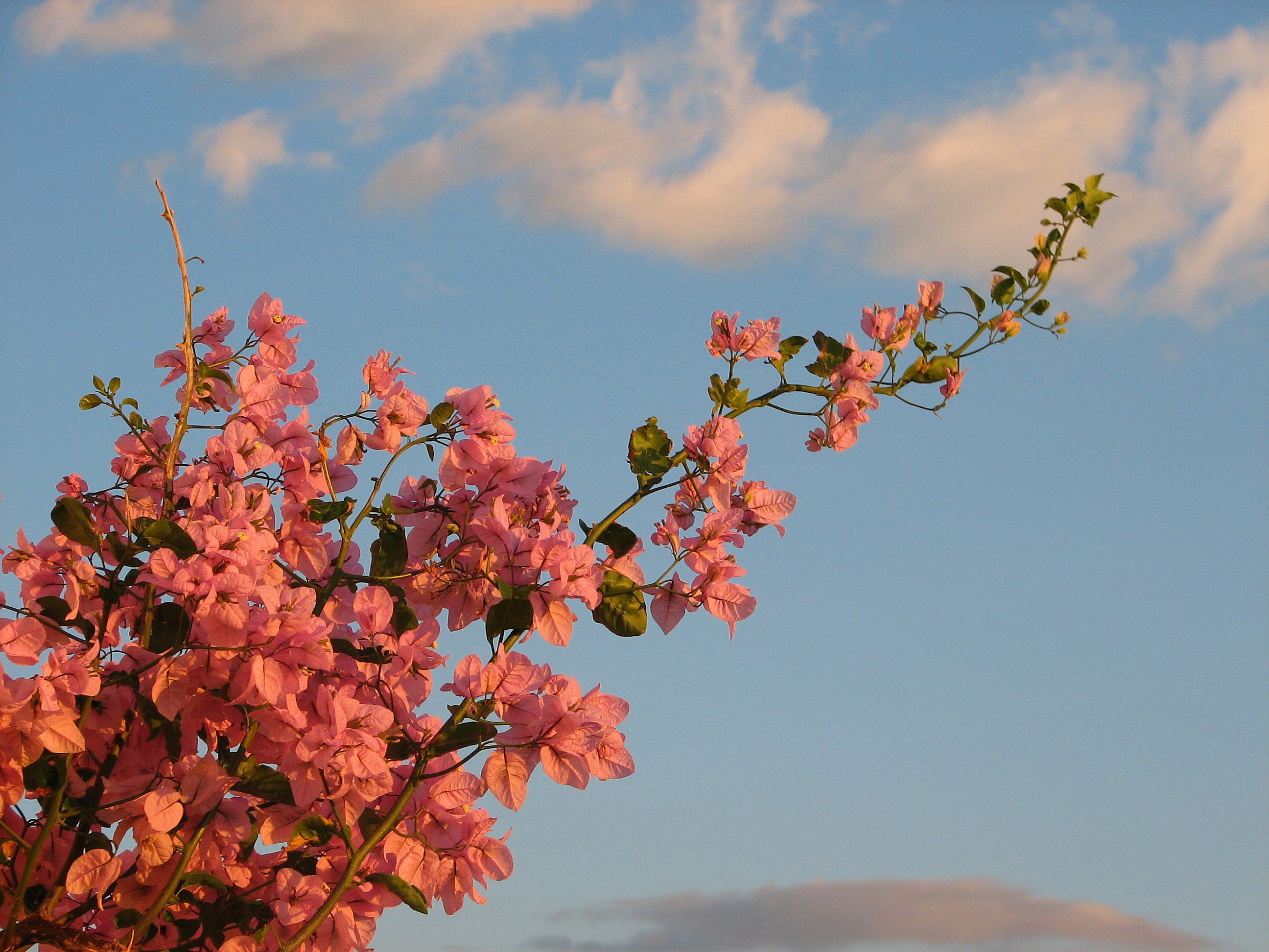 Bougainvillea