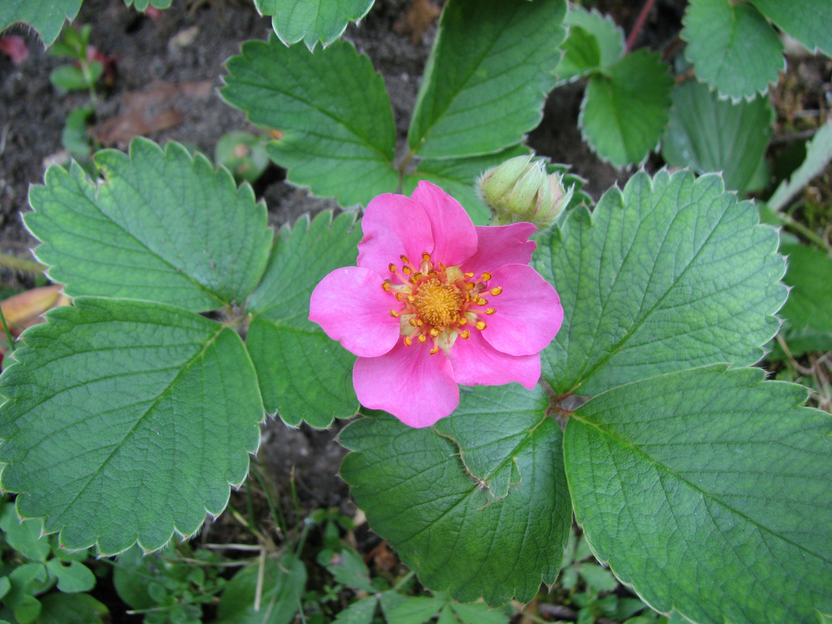 Gartenerdbeere