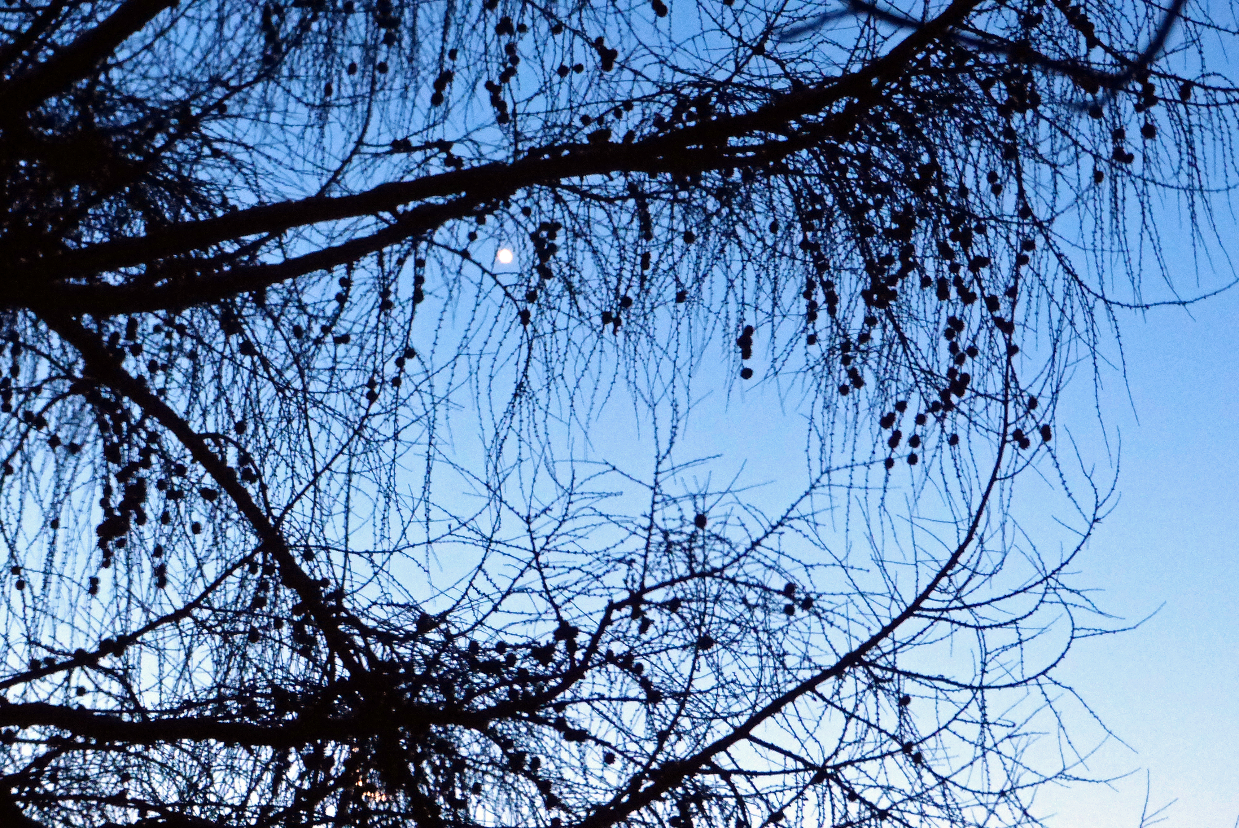 Europäische Lärche