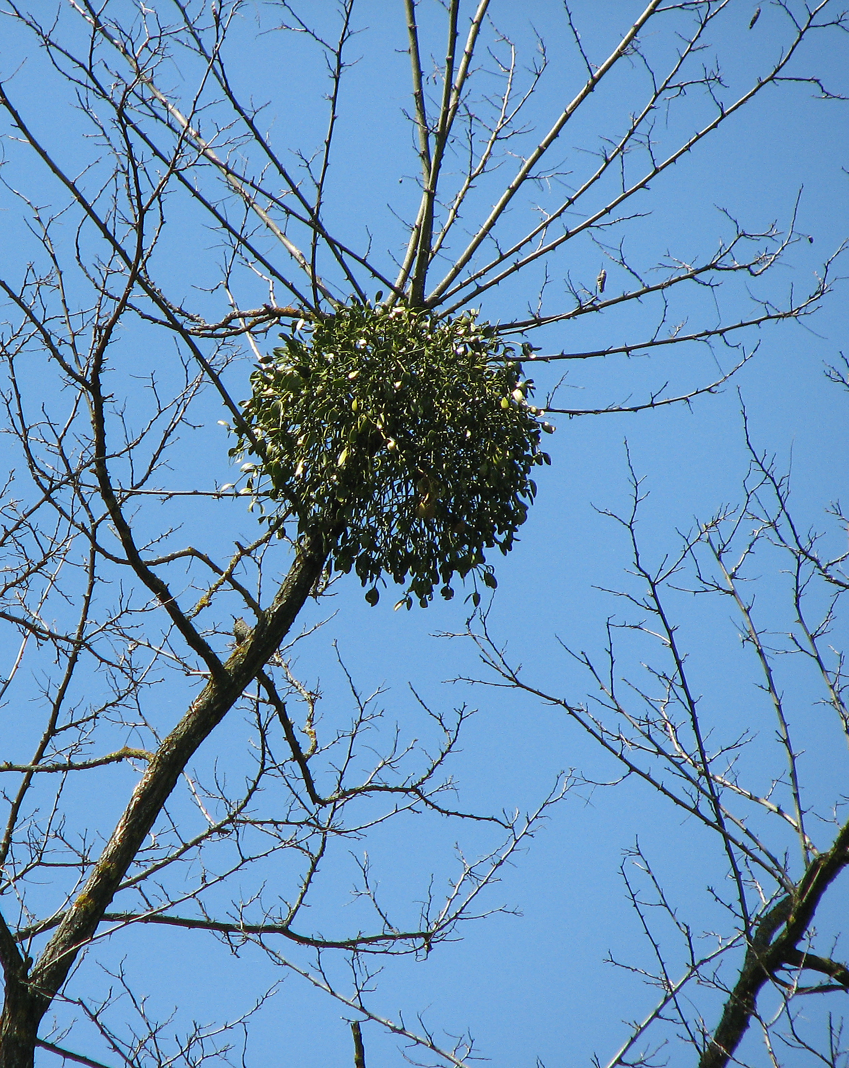 Mistel
