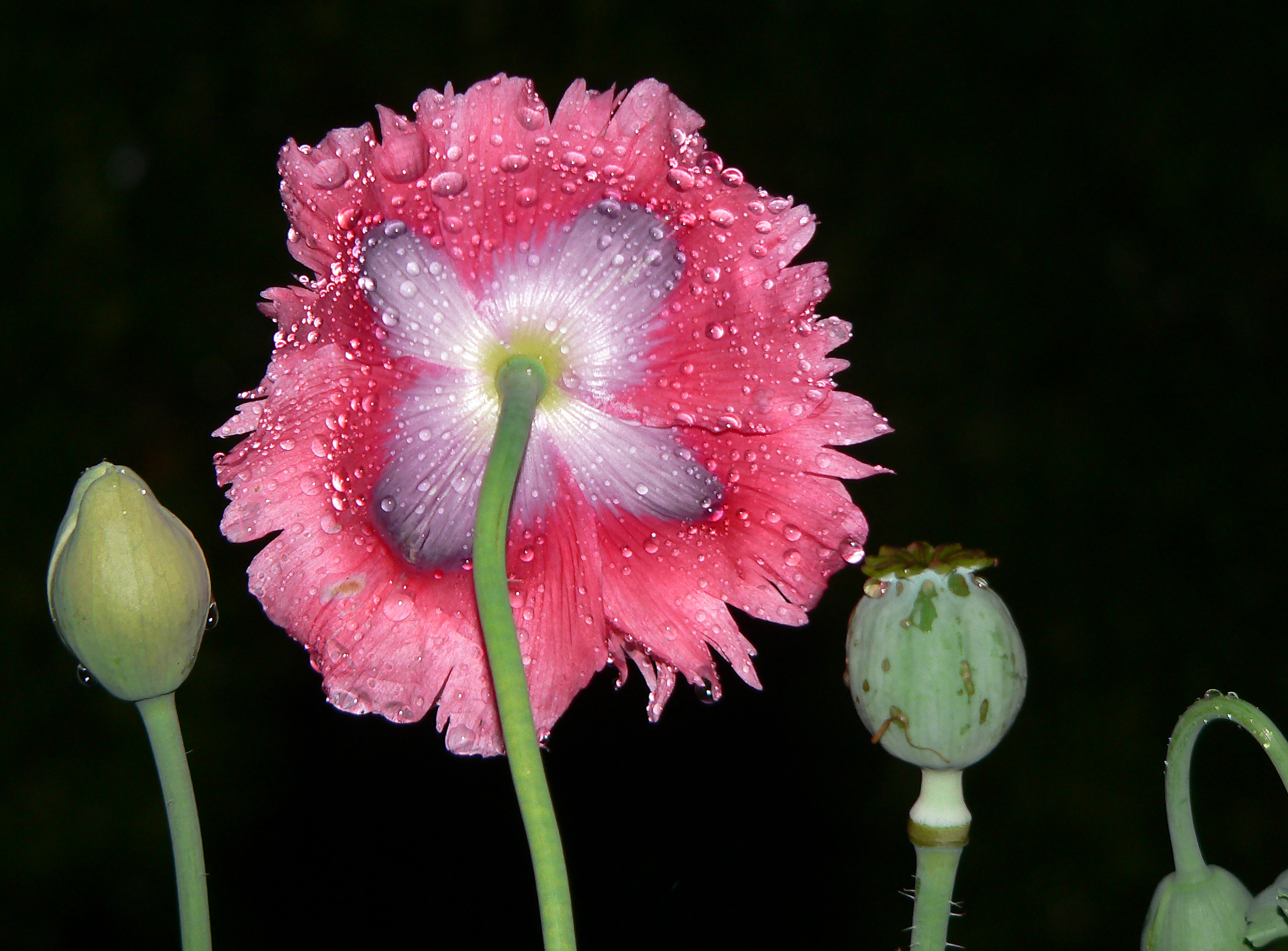 Schlafmohn