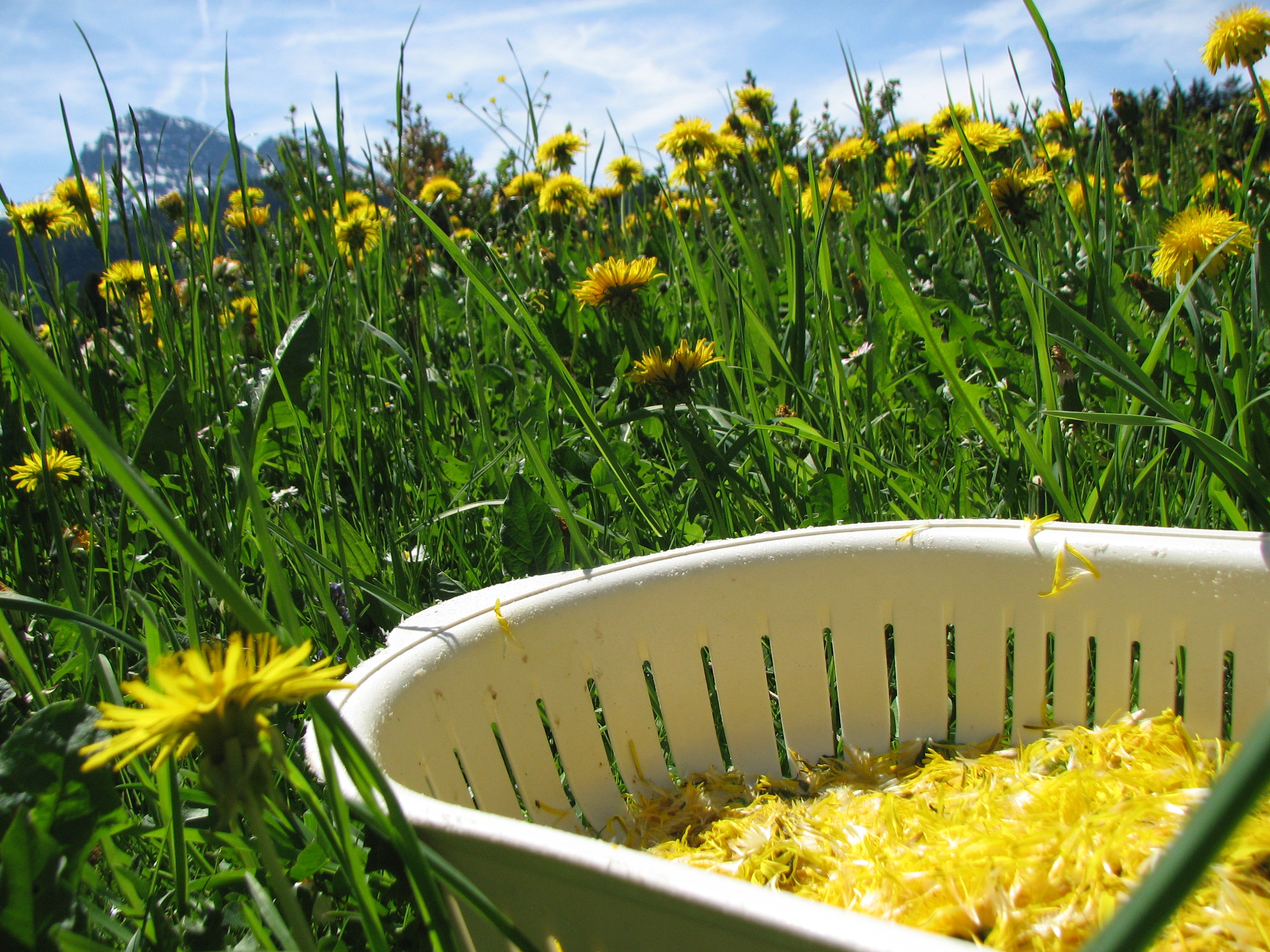 Löwenzahnhonig, modern