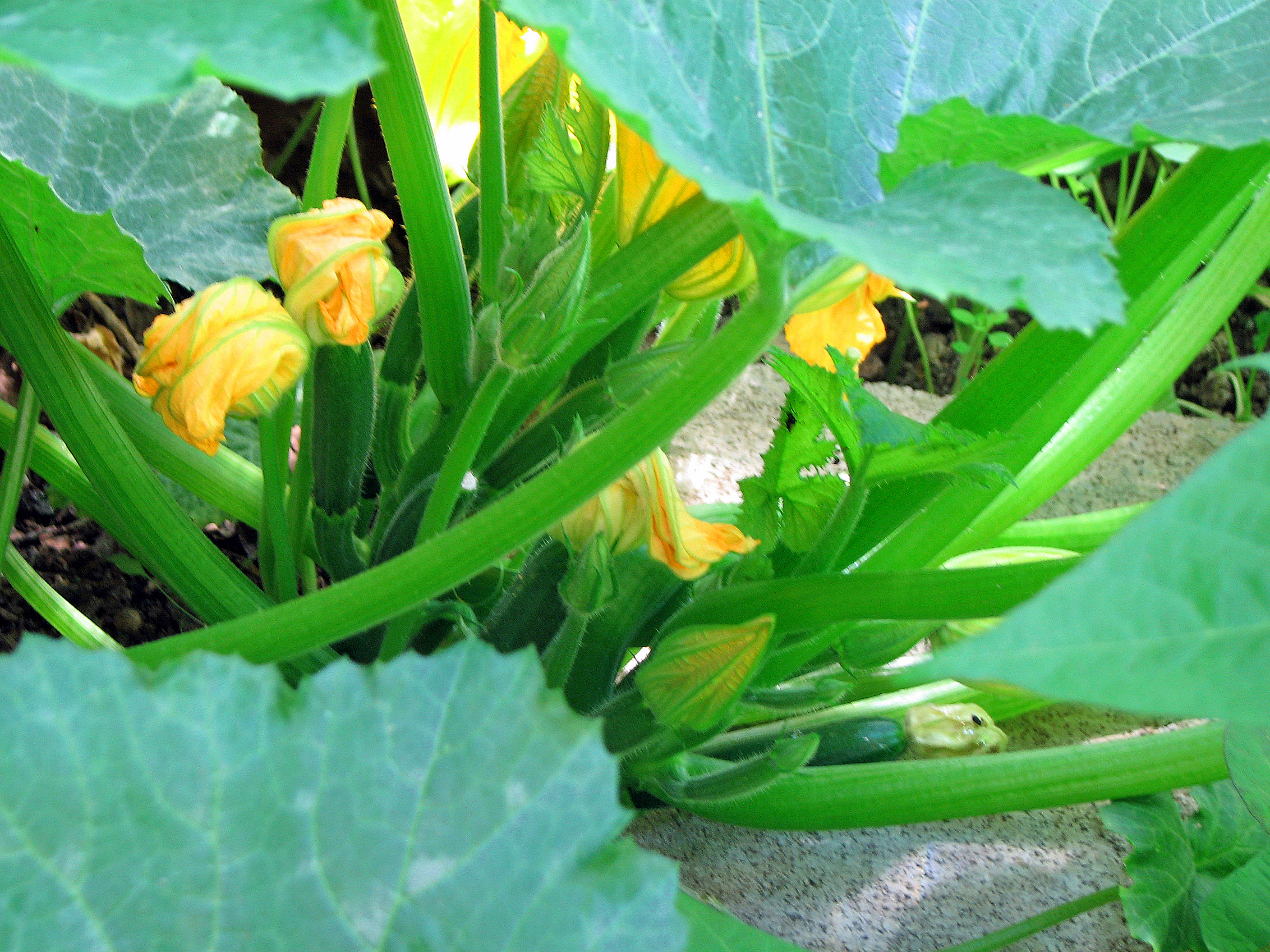 Zucchini