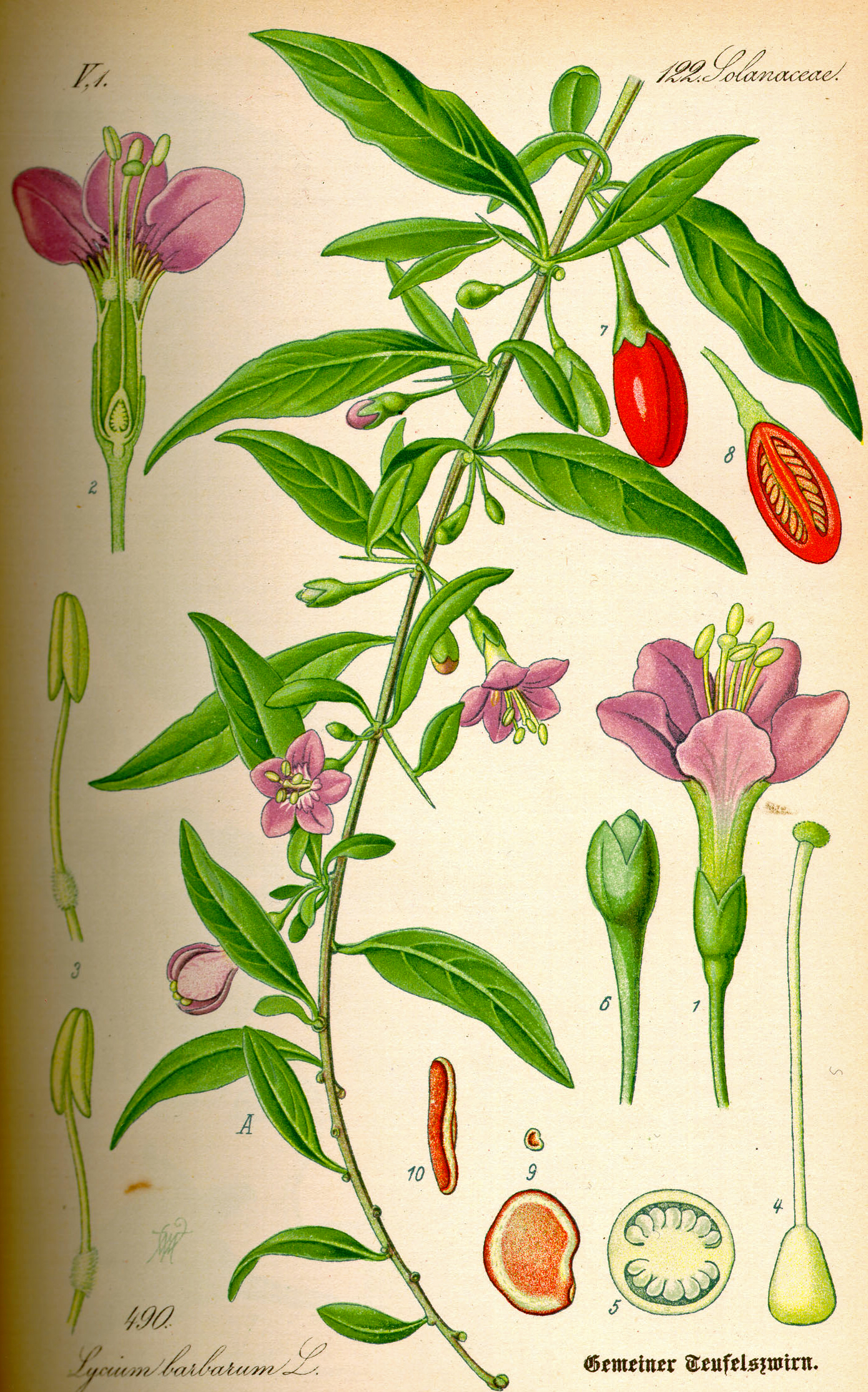 Goji