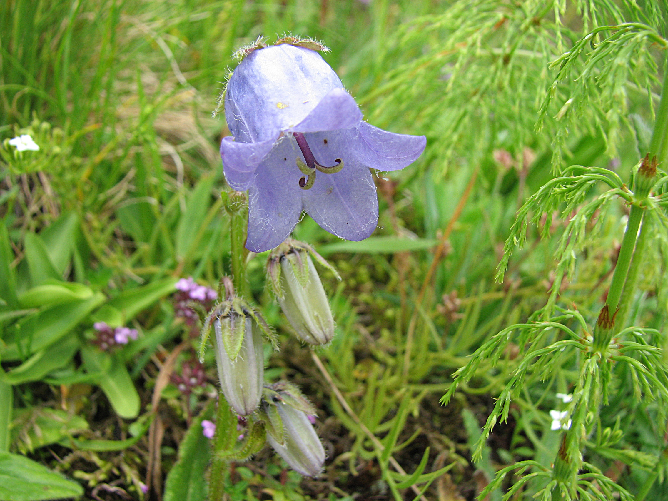 Bärtige Glockenblume